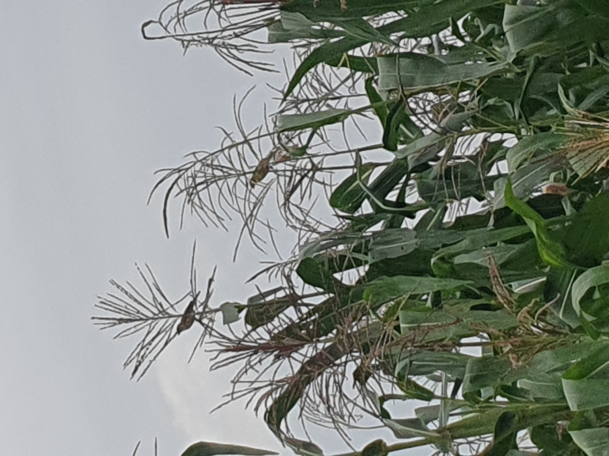 The image displays a close-up view of corn stalks against a cloudy sky. Several small birds are perched on the tassels of the corn plants. The corn stalks are tall and green, with some tassels showing signs of maturity. The sky is overcast, indicating a potential for rain. The scene is set in an outdoor agricultural environment, likely a cornfield. The image does not provide any specific information about the city of Gura Top, Nigeria, or any people.