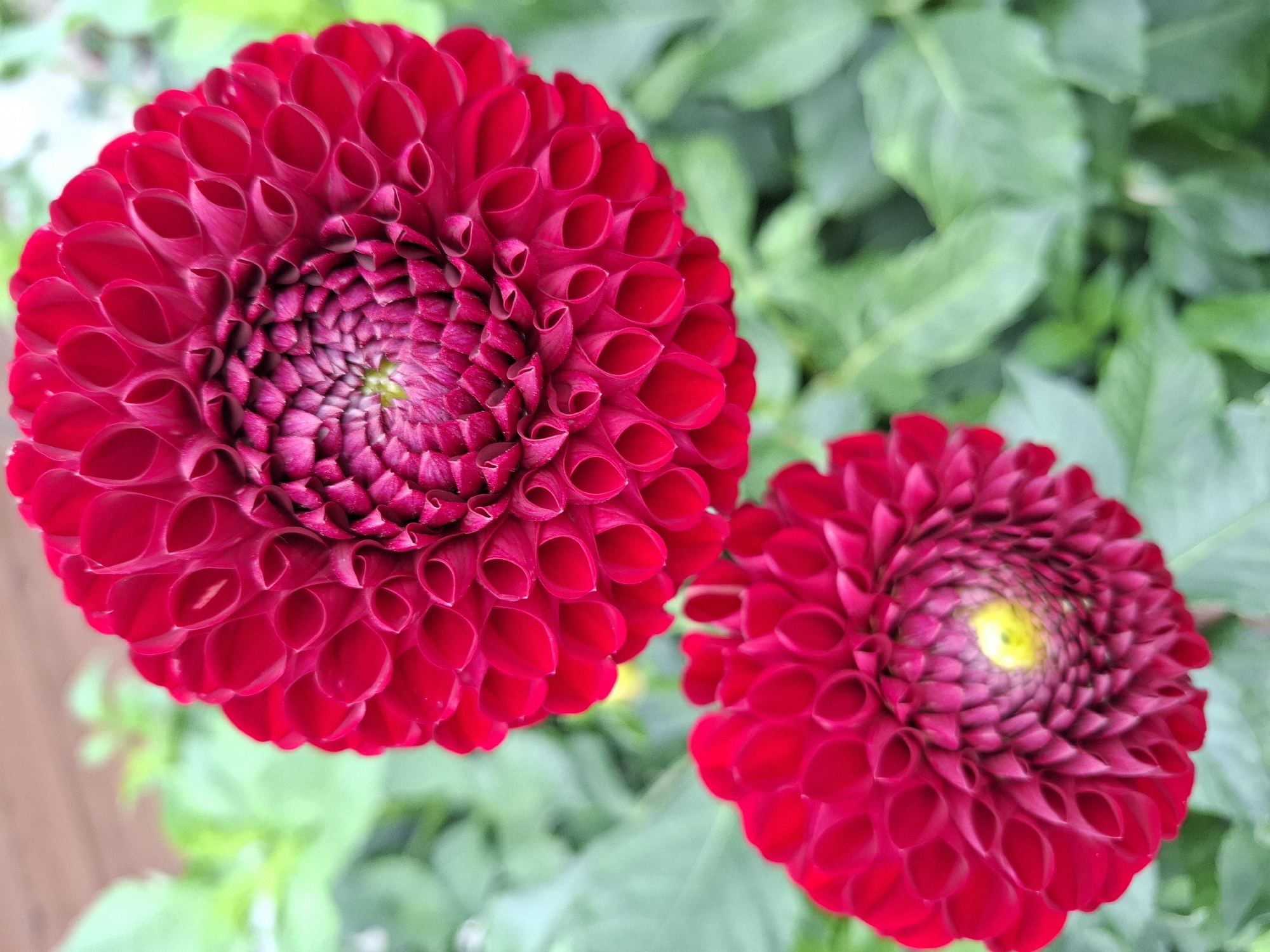 A close-up, eye-level shot captures two vibrant red dahlia flowers against a soft, out-of-focus green background of foliage. The flower in the upper portion of the frame is larger and more in focus, revealing intricate, layered petals forming a circular pattern. The petals are a deep, rich red with a slightly darker, purplish hue towards their centers and along the edges. The smaller dahlia, positioned in the lower left of the image, is less detailed, with its center showing a bright yellow core. The overall impression is one of natural beauty and the delicate structure of the flowers. There is no discernible urban environment or specific location within Tyumen, Russia.