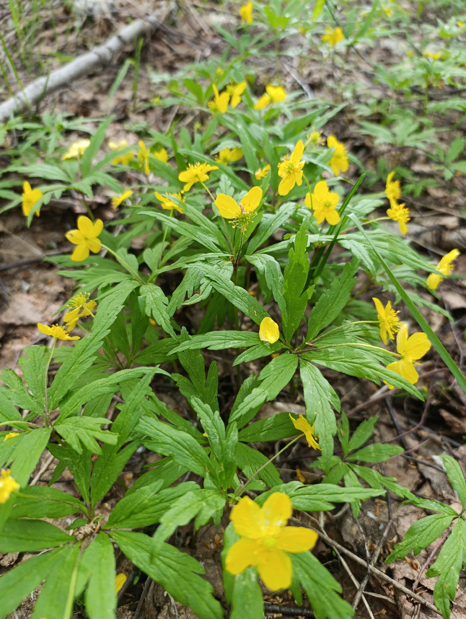 The image shows a patch of yellow wildflowers growing in a forest. The flowers have five petals and a yellow center. The leaves are green and deeply lobed. The ground is covered in brown leaves and twigs. A small branch lays on top of the leaves. The location is Unknown, Unknown.