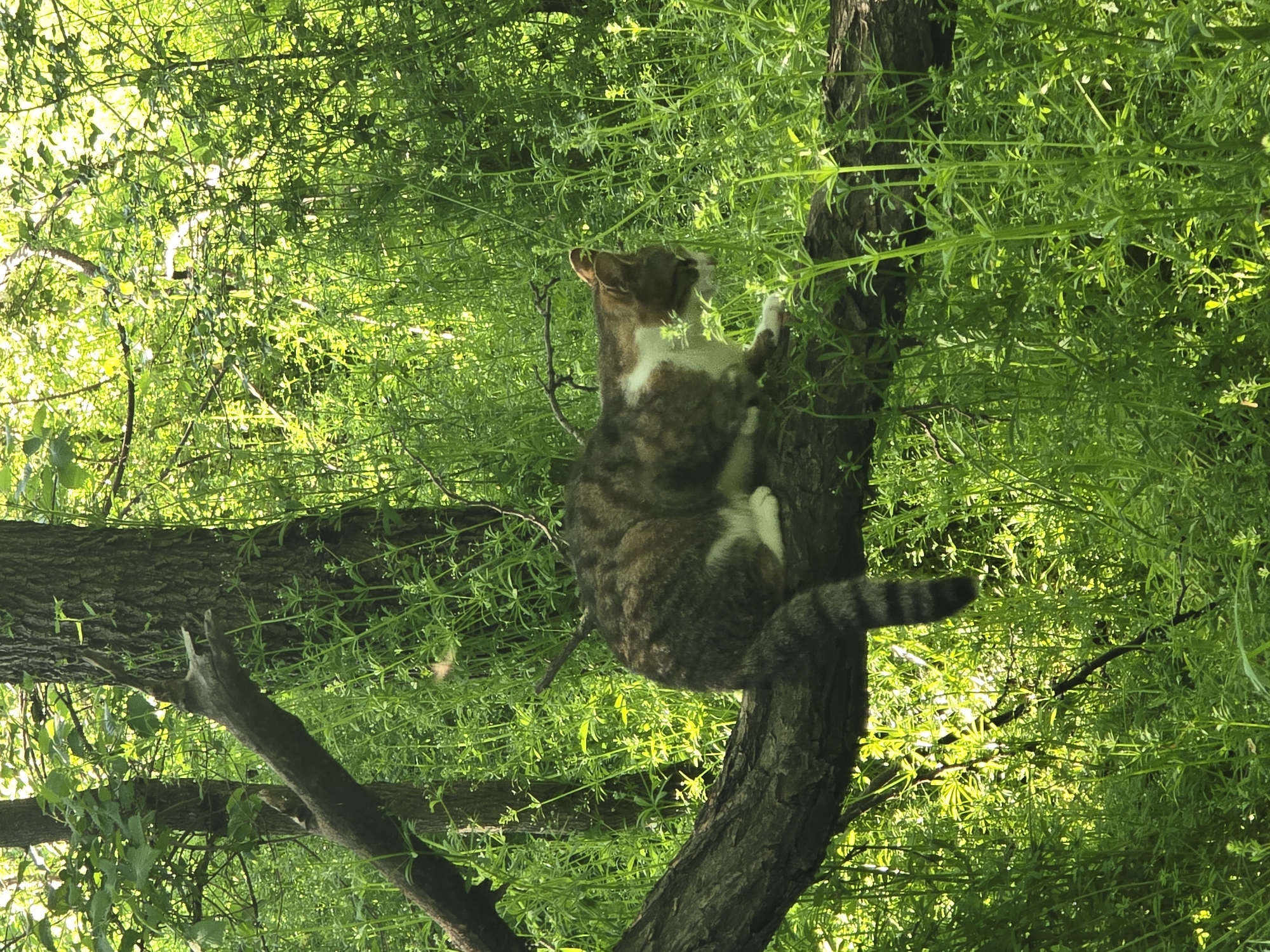 A medium shot depicts a cat sitting on a tree branch, surrounded by dense green foliage. The cat is predominantly brown and white, with a striped tail. The tree branch appears to be sturdy and covered in bark. The background is filled with green leaves, creating a natural, outdoor environment. The location is likely a park or wooded area within the city.