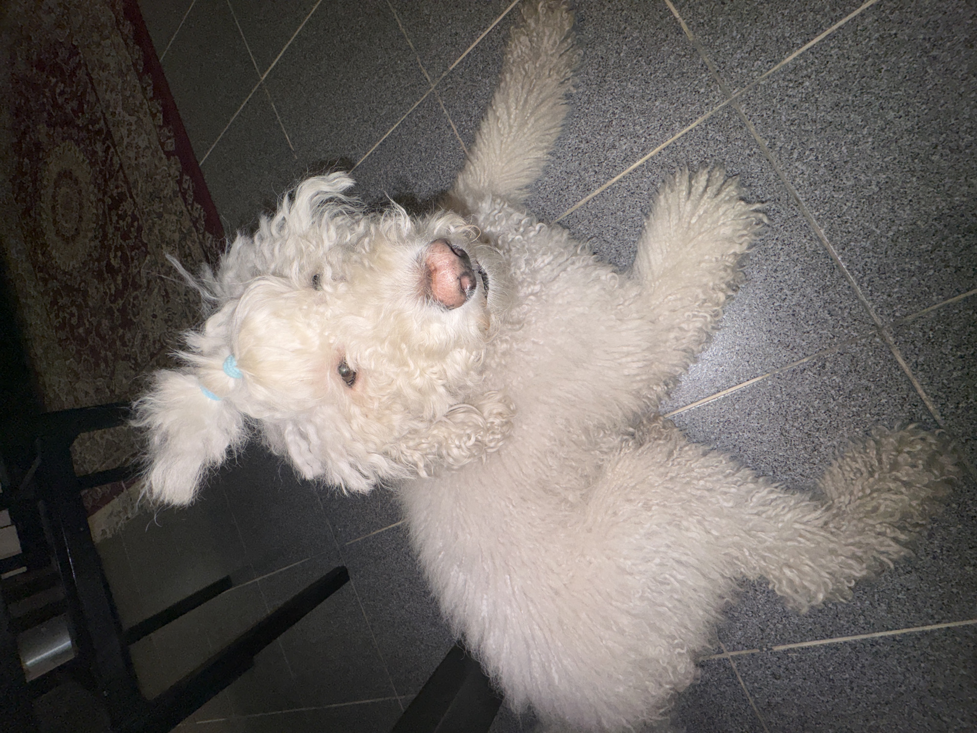 A white dog with curly fur lies on a gray tile floor. The dog has a pink nose and one visible eye. A light blue hair tie is visible in its fur. Parts of a patterned rug and a black chair are visible in the background. The location is not identifiable as Krasnoyarsk, Russia, without further information.