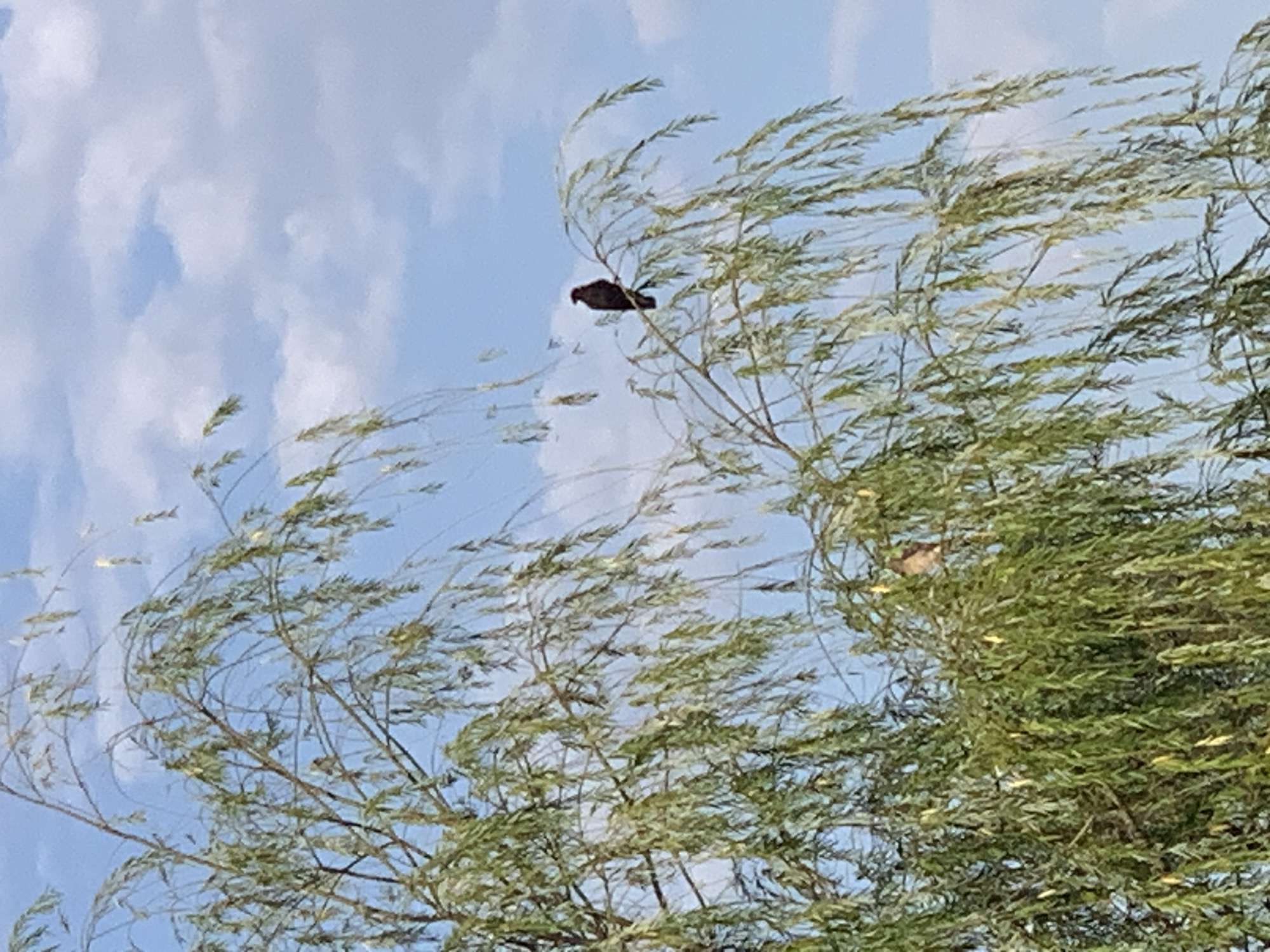 A dark-colored bird is perched on a thin branch of a weeping willow tree. The bird is positioned on the right side of the frame, silhouetted against a pale blue sky with scattered white clouds. The tree's long, drooping branches, covered in green leaves, fill most of the frame. Another smaller, lighter-colored bird is visible deeper within the foliage on the left side of the image. The scene appears to be outdoors.