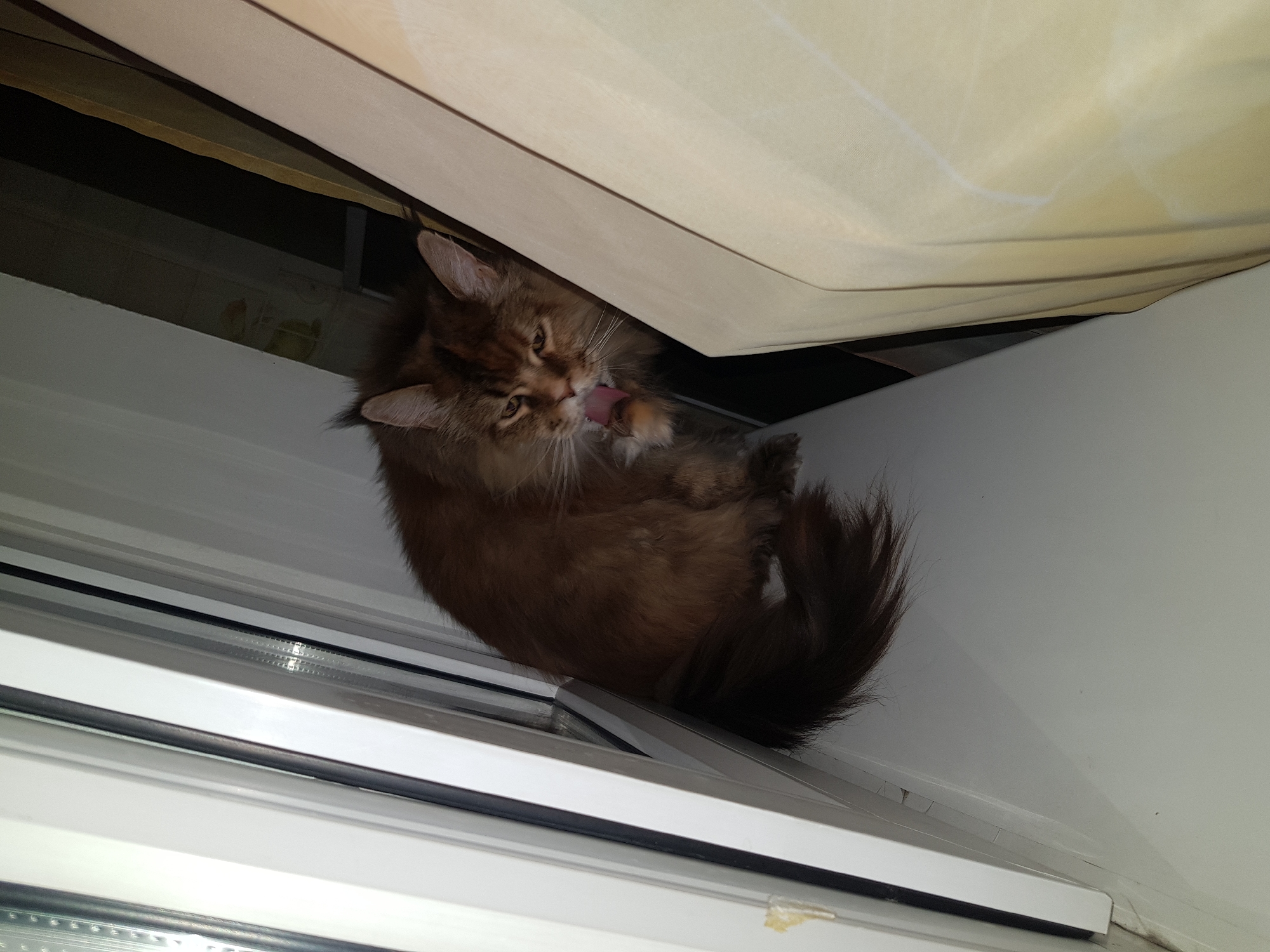 A medium-sized, fluffy brown cat is grooming itself near a window. The cat is positioned between the window frame and a light-colored curtain, licking its paw. The window is white with horizontal bars. The location is Unknown, Unknown.