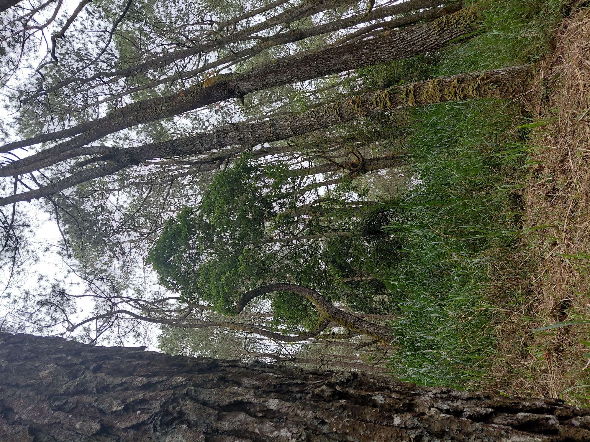In a dense forest in Kintamani, Indonesia, tall trees with rough, moss-covered bark dominate the scene. The trees are a mix of pine and other deciduous varieties, their branches reaching towards a hazy, overcast sky. The forest floor is covered in a thick carpet of vibrant green grass and dry, brown undergrowth. Some trees exhibit peculiar, curved growth patterns, adding a touch of natural artistry to the otherwise rugged landscape. The overall impression is one of untamed wilderness and natural beauty.