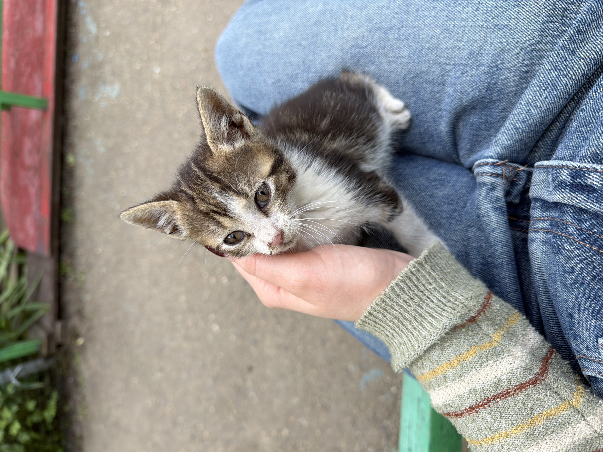 A kitten rests in a person's hand while the person is seated. The kitten has grey and white fur. The person is wearing jeans and a light green sweater. The background includes an outdoor surface and parts of a red and green structure. The image was likely taken outdoors. This information does not confirm the location as Beryozovy, Russia. The setting appears to be an urban outdoor area.