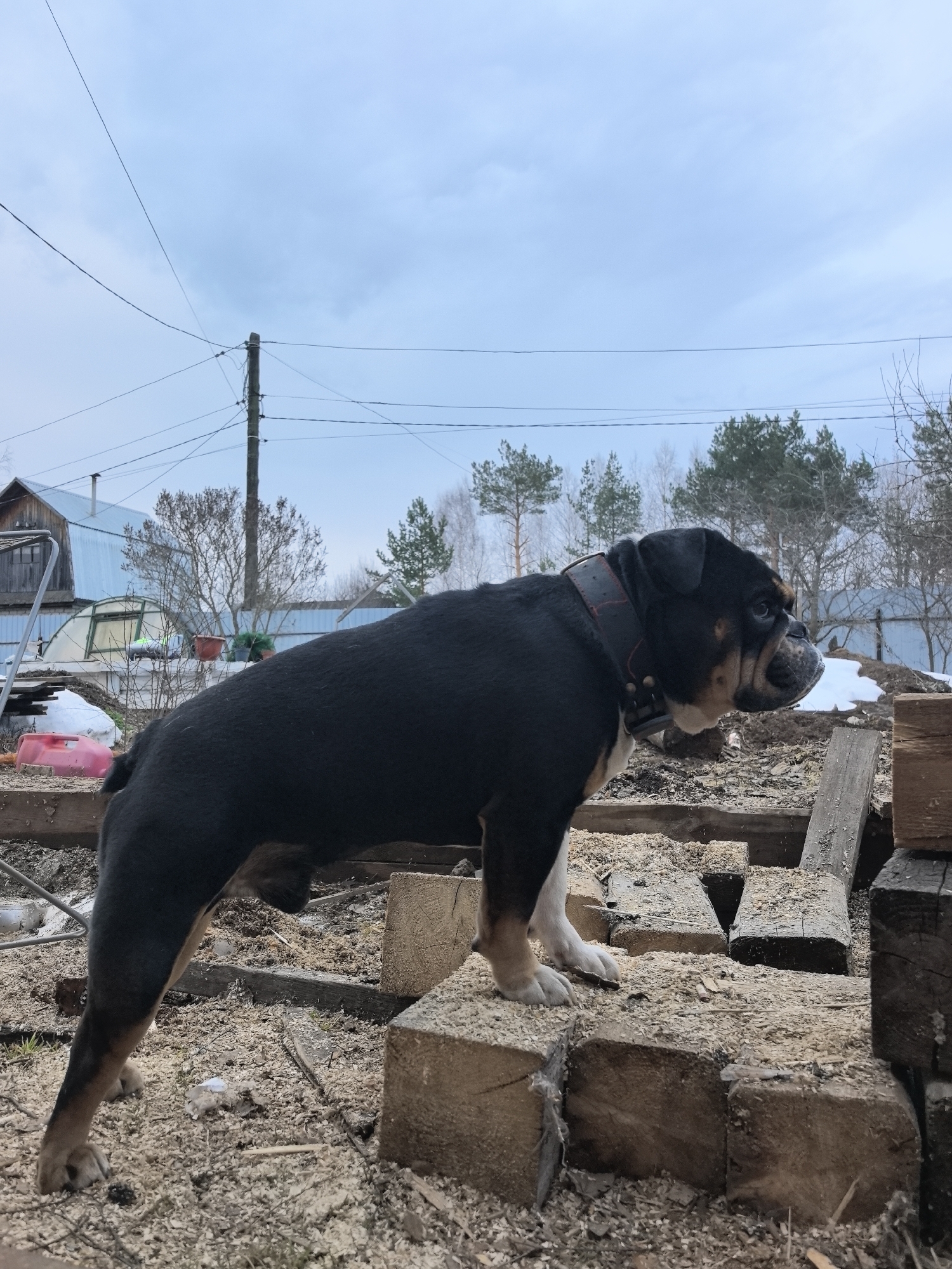 A black and tan bulldog stands on rough-hewn wooden blocks, possibly lumber, in a rural or suburban environment in Noviy, Russia. The ground is covered in wood shavings and dirt. In the background, there is a house with a light blue metal roof, a greenhouse, and bare trees, suggesting it is either late fall, winter or early spring. A utility pole with power lines is visible to the left of the dog. The sky is overcast. The dog is wearing a large black collar. Patches of snow are visible in the background.
