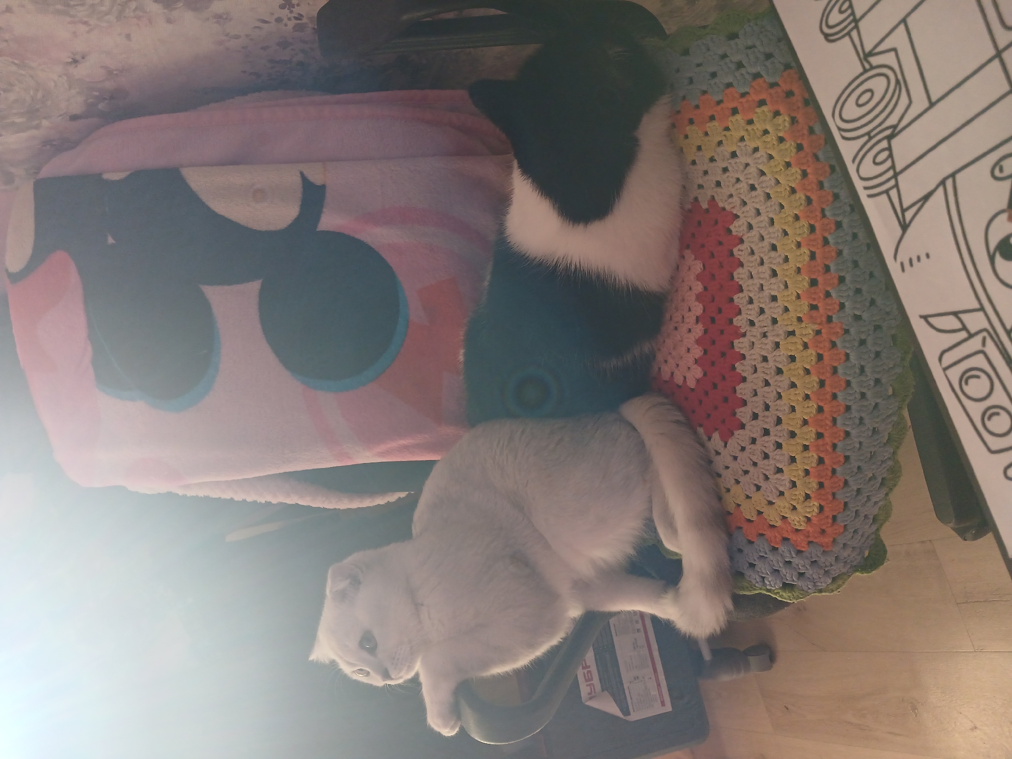 Two cats are resting on a cushioned chair. One cat is primarily white with a light grey hue and is lying near the bottom of the frame. The other cat, positioned above the white cat, is black with a white band around its midsection. The chair has a pink cushion with a Mickey Mouse design and a colorful crocheted blanket. A piece of paper with a drawing of a vehicle is partially visible on the right side. Part of what appears to be a chair base or other equipment is also visible below the white cat. There is no evidence to suggest the location is in Noviy, Russia.
