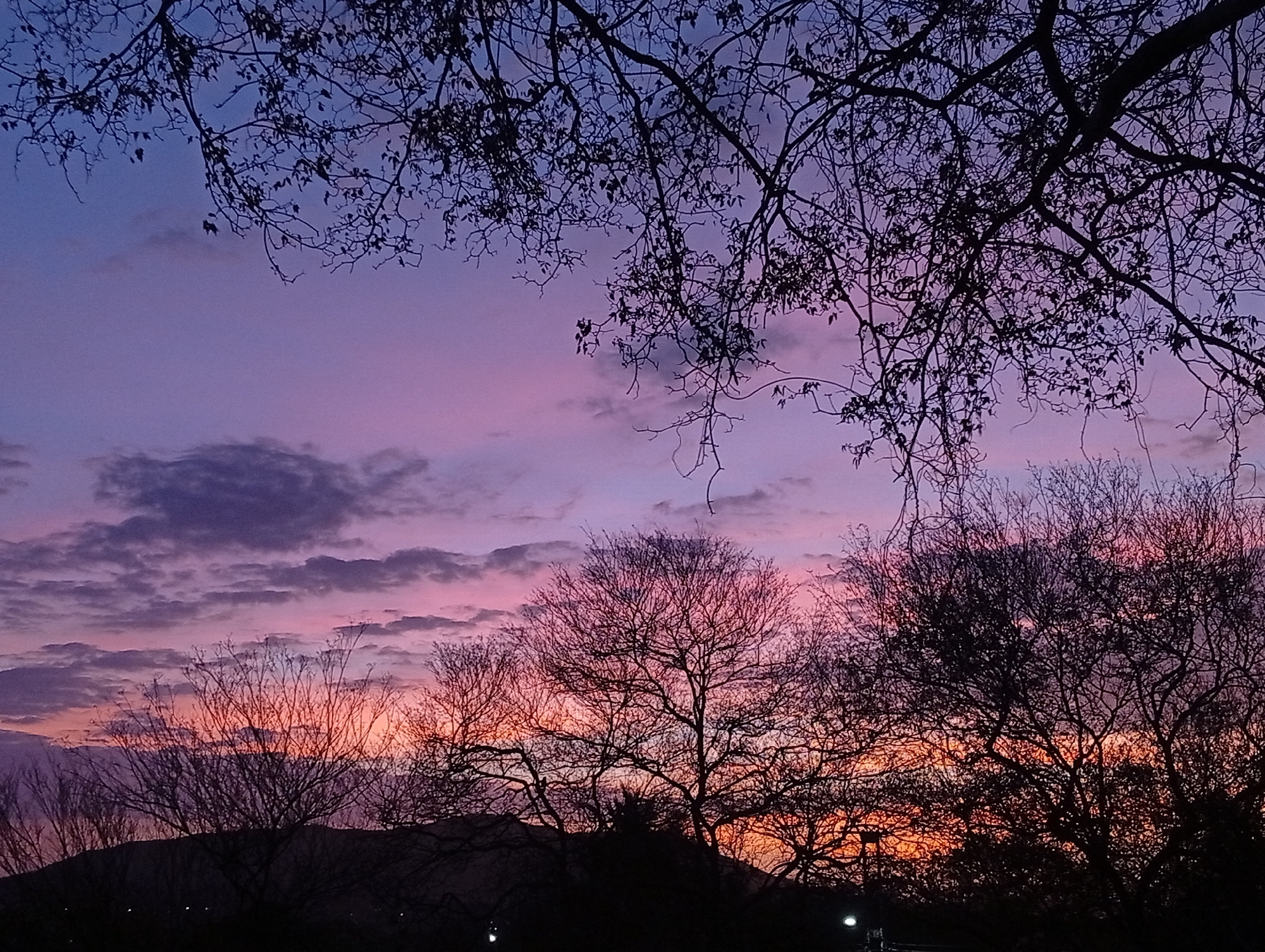 The image shows a sunset or sunrise scene with bare tree branches silhouetted against a vibrant sky. The sky displays a color gradient transitioning from a deep purple-blue at the top to pink and orange hues near the horizon. Scattered clouds are visible, adding texture to the sky. The lower portion of the image features the dark outlines of trees and possibly a hill or low mountain range. There is a light source near the ground but it's hard to identify its source. There is no evident evidence of people or city in this image, and the relationship with the city Juan Griego, Venezuela can't be established based on this image.