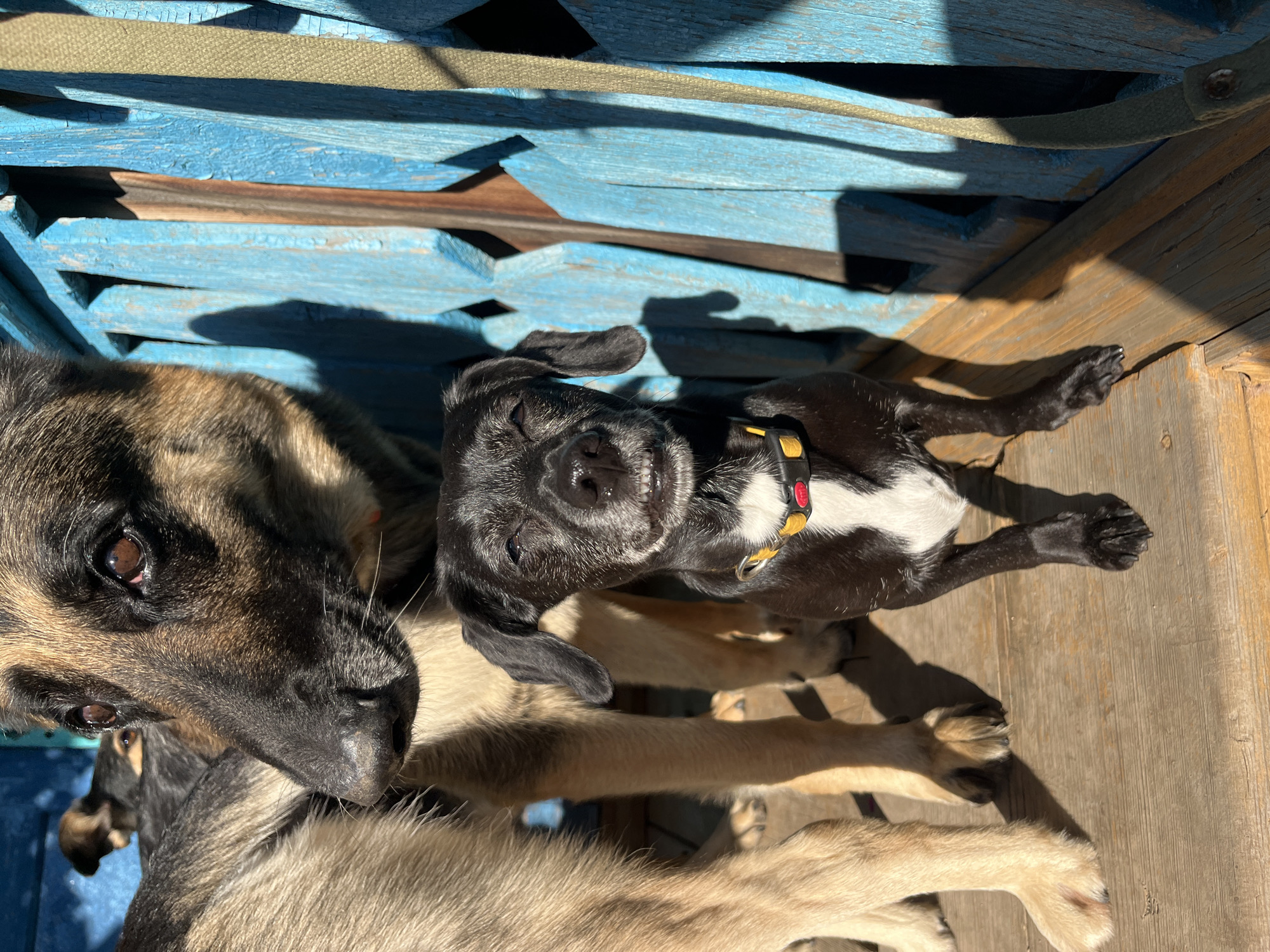 Two young dogs are resting on a wooden surface. The larger dog, a German Shepherd mix with tan and black fur, is partially visible on the left, its face turned towards the camera. In the center, a smaller black and white puppy is lying down, looking directly at the camera with a happy expression. The puppy is wearing a yellow collar with a red accent. The dogs are positioned on a wooden deck or porch, with shadows cast by wooden slats with peeling blue paint overhead. The lighting suggests it is daytime, likely sunny, given the strong shadows. The overall atmosphere is relaxed and peaceful, with the dogs appearing comfortable and content in the warm sunlight.
