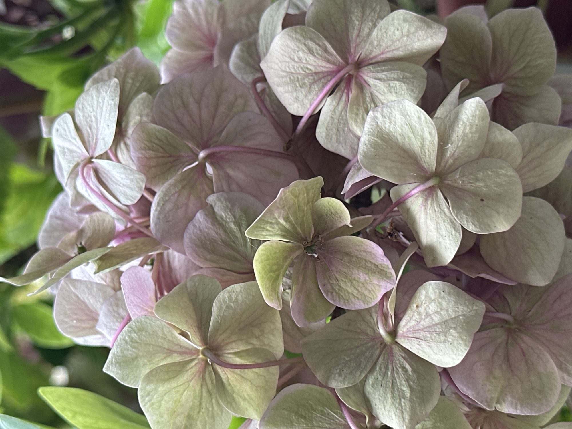 The image shows a close-up of a cluster of hydrangea flowers. The petals are a pale green with hints of pink, and some appear to be drying or fading. The flowers are layered and overlapping, with visible veins on the petals. The background is blurred, with hints of green foliage. There are no people or animals in the image, and no discernible action is taking place. The image does not provide any information about the location of Yessentuki, Russia.