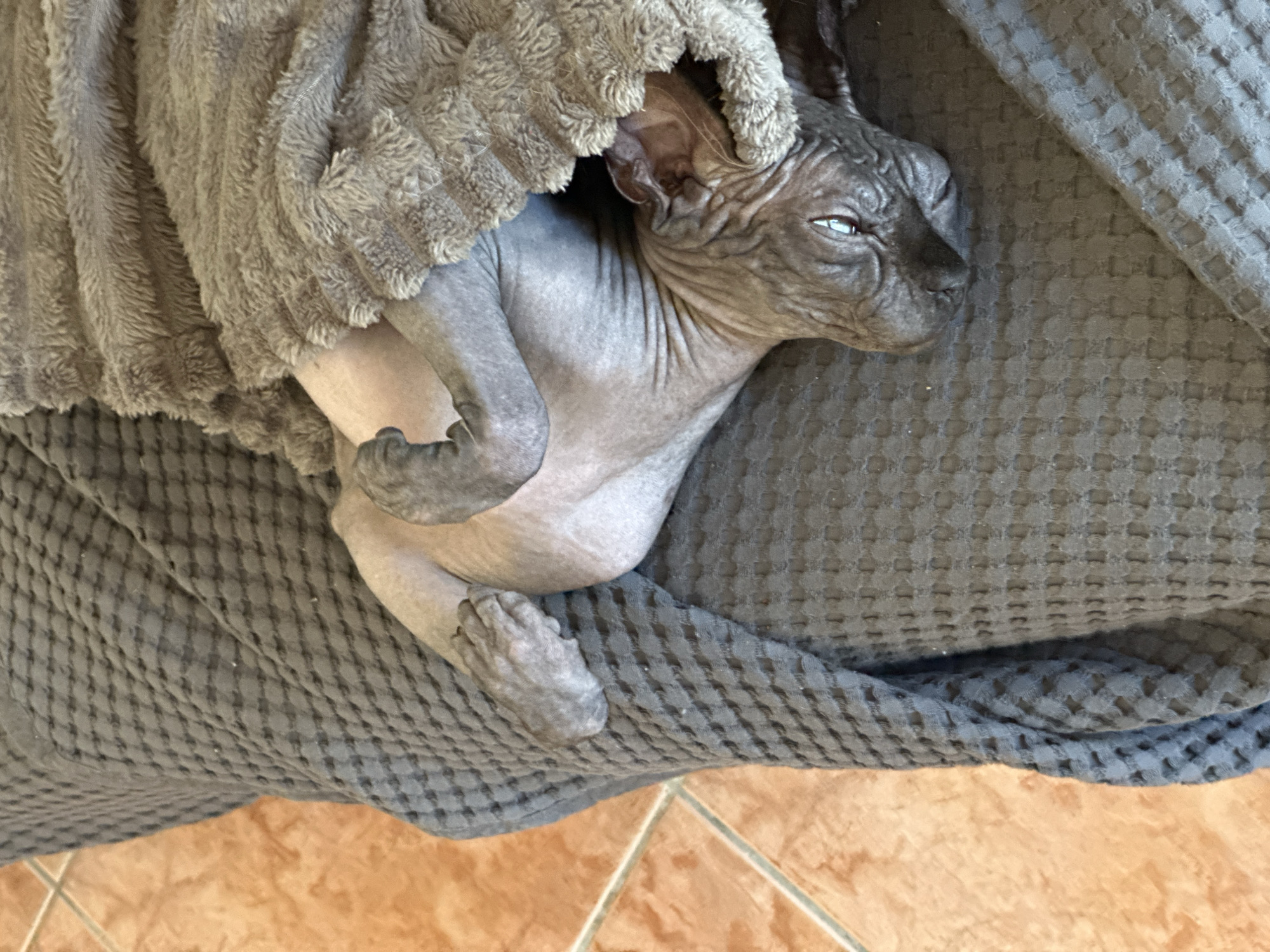 A hairless cat is lying on a grey textured blanket, partially covered by a fluffy grey blanket. The cat's eyes are open and looking to the left. The background shows an orange tiled floor, which is consistent with the floors commonly found in apartments and homes in Budva, Montenegro. The lighting suggests it is daytime, and the scene appears to be indoors.