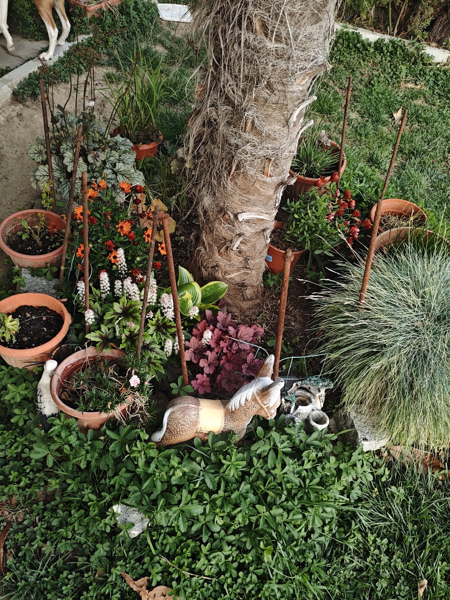 The image depicts a garden bed surrounding the base of a palm tree. Several potted plants of various sizes and colors are arranged around the tree. Some plants feature orange, red, and white flowers. Rusty metal rods are positioned around the plants, presumably to provide support. Two ceramic figurines, a donkey, and a bird, are placed among the plants. The ground is covered in a dense layer of green ground cover. The location is Unknown, Unknown.
