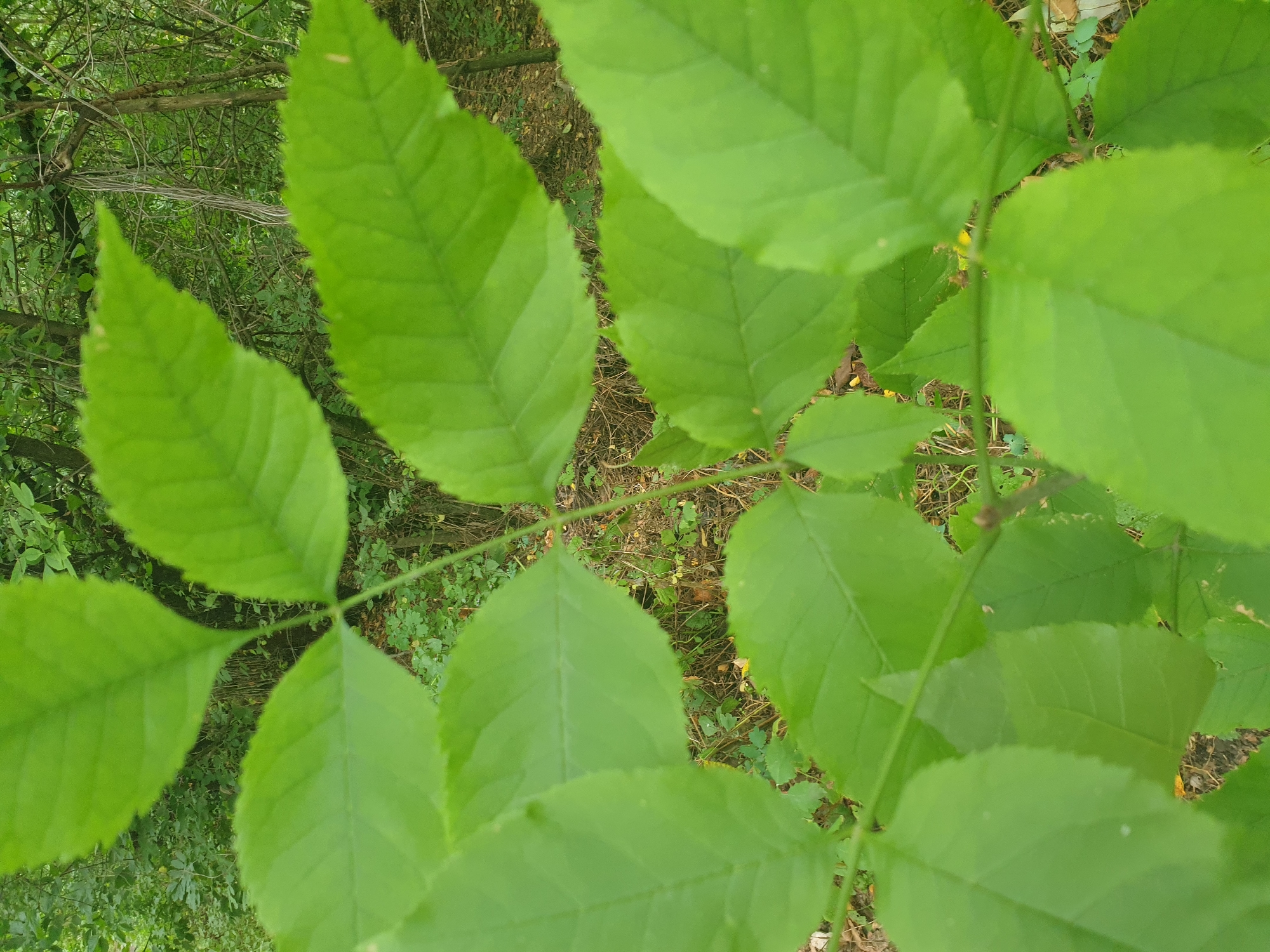 The image shows a close-up of bright green leaves on a branch, with a blurred background of foliage and trees. There are no people or discernible objects other than the plant. The scene appears to be outdoors in a natural setting. There is no specific information about the location being Lozovyi Yar, Ukraine, within the image itself.