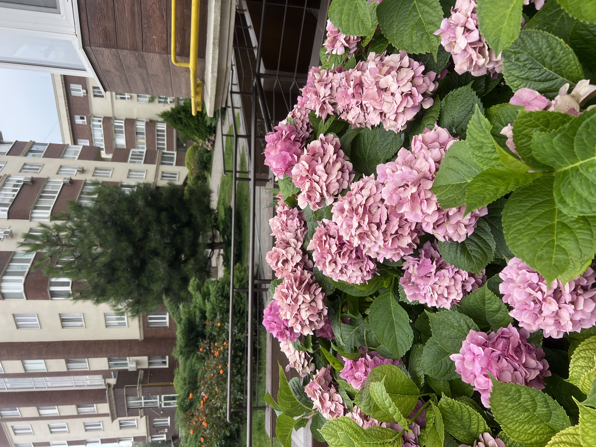 In Kryzhanivka, Ukraine, an outdoor scene features a dense cluster of blooming pink hydrangeas in the foreground, their large flower heads and lush green leaves filling the lower half of the frame. Behind the hydrangeas, a dark metal railing and stairs descend, suggesting an entrance or walkway. Further back, a manicured lawn gives way to green bushes and orange flowers, bordered by a railing. In the background, multi-story apartment buildings with beige and brown facades, featuring numerous windows, rise against an overcast sky. A tall evergreen tree stands between the hydrangeas and the buildings, and a yellow pipe is visible running along the side of one of the buildings. The overall impression is that of a residential courtyard.