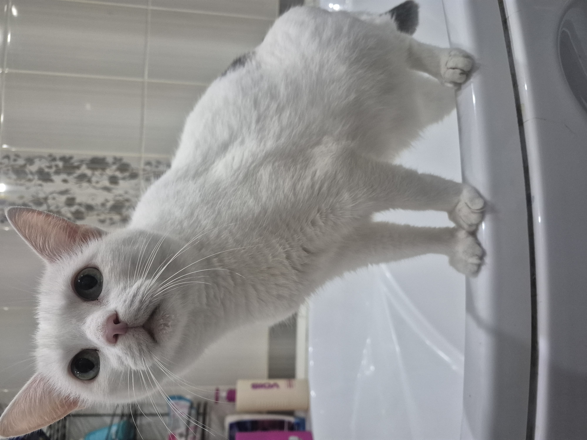 A white cat with grey markings on its tail is perched on the edge of a white sink. The cat is looking up and to its left, with its front paws on the sink's rim. The background shows bathroom tiles and toiletries. The scene appears to be an indoor domestic setting, likely a bathroom, potentially in Chaikovsky, Russia, though this cannot be definitively confirmed from the image alone.