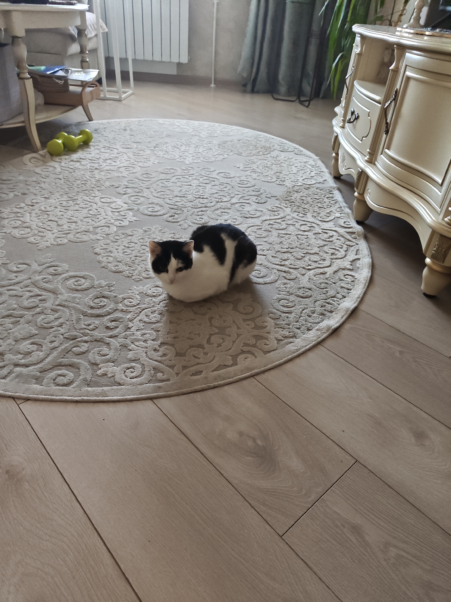 A black and white cat is resting on a round, light-colored rug with an ornate pattern. The rug is placed on a light brown wooden floor. To the left of the rug, on the floor, are three bright green dumbbell weights. In the background, a white wooden table with a basket on its shelf is visible. Further back, a radiator and green curtains are present. To the right of the rug, a decorative beige cabinet with drawers and doors is situated. The overall scene appears to be an indoor setting, possibly a living room or a common area, with elements suggesting a home environment. There is no information about the specific location in Barnaul, Russia, or any people in the image.