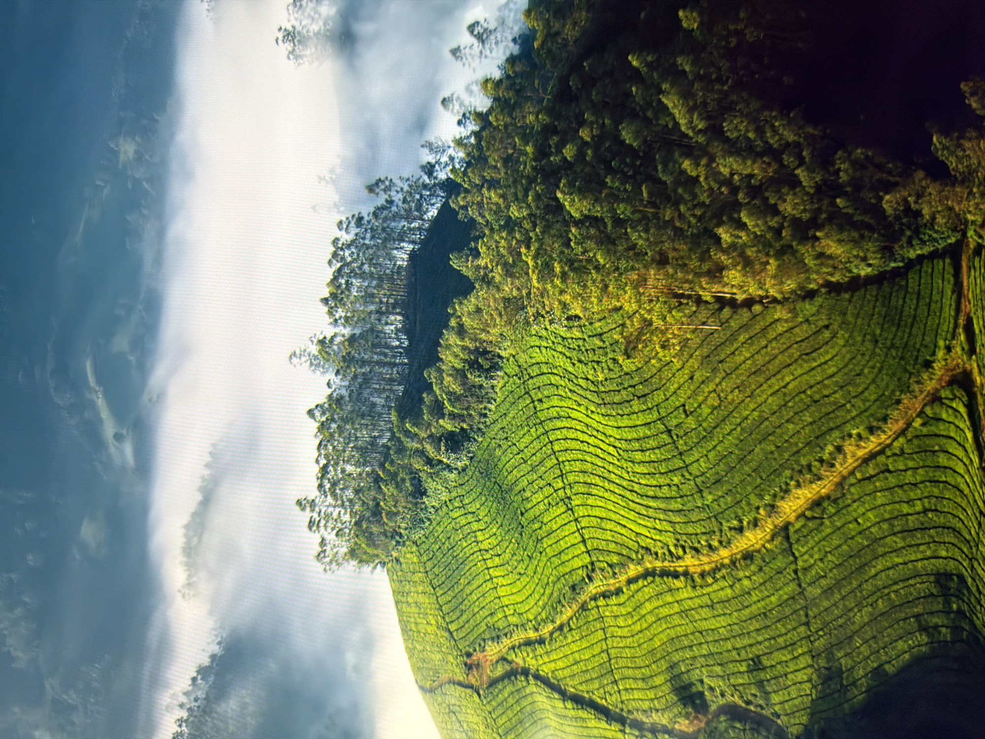 This is an aerial view of lush green terraced hills, likely a tea plantation, covered in a soft mist or low-lying clouds. The terrain is undulating with distinct rows following the contours of the hills. A path winds its way through the green terraces. A dense forest of tall, slender trees borders the plantation on one side, with the mist obscuring the background landscape. The image is predominantly green and blue, with the sunlight highlighting the vibrant vegetation. There are no people or specific city landmarks visible, and therefore, the location in Kyiv, Ukraine cannot be determined from the image.