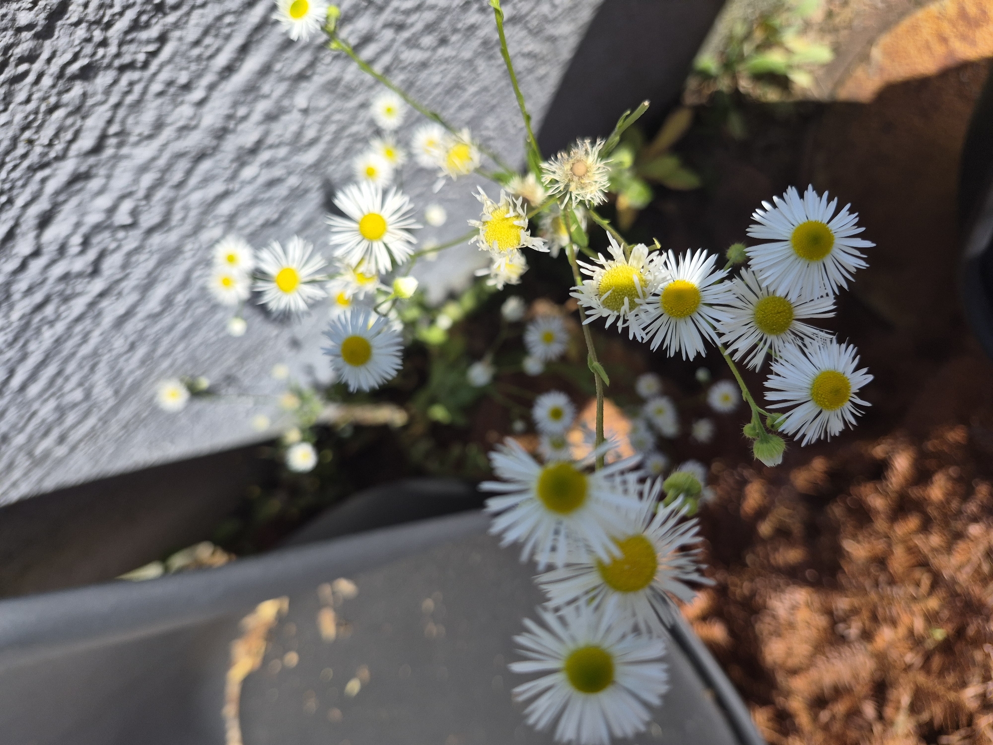 This media file is a close-up shot of several white daisy-like flowers with yellow centers. The flowers are growing in a cluster, with some in sharp focus and others blurred. The background consists of a textured gray surface on the left, and dark, out-of-focus ground with some brown mulch on the right. Sunlight appears to be casting shadows, suggesting it is daytime. The flowers themselves are delicate, with thin white petals radiating from the yellow centers. Some of the flowers appear to be wilting or damaged, with their petals torn or curled. The overall impression is one of natural beauty and the transient nature of life. The setting appears to be outdoors, possibly a garden or a wild area. There is no visible text in the image.