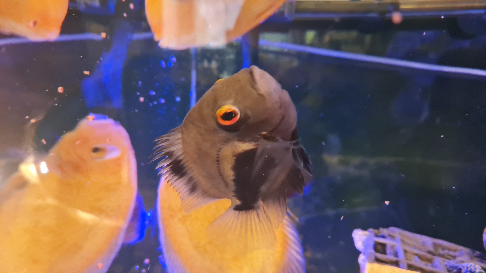 The central focus of the image is a dark-colored Oscar fish (likely *Astronotus ocellatus*) swimming in an aquarium. The fish is positioned prominently, facing directly towards the viewer, with its large, striking orange-red eye clearly visible. Its body appears dark, possibly a grey-brown, with a distinct black pattern on its gill plate and fins.
Several other fish, predominantly orange or light brown, are visible in the foreground and background, mostly out of focus. A large, blurry orange fish occupies the lower-left portion of the frame, showing its mouth slightly open. Other blurred orange fish are partially seen in the upper-left and upper-right.
The setting is an indoor aquarium, filled with clear water, though numerous small, light-colored particles are suspended throughout, suggesting fish food or debris. The background is a blurry mix of dark and blue tones, indicative of the tank's interior and possibly artificial lighting or reflections from the glass. A vague, blurry structure, possibly an aquarium decoration or equipment, can be seen in the bottom-right corner. The overall scene captures fish life in a controlled aquatic environment. No visible text is present. The provided location context is Lachish Regional Council, Israel.