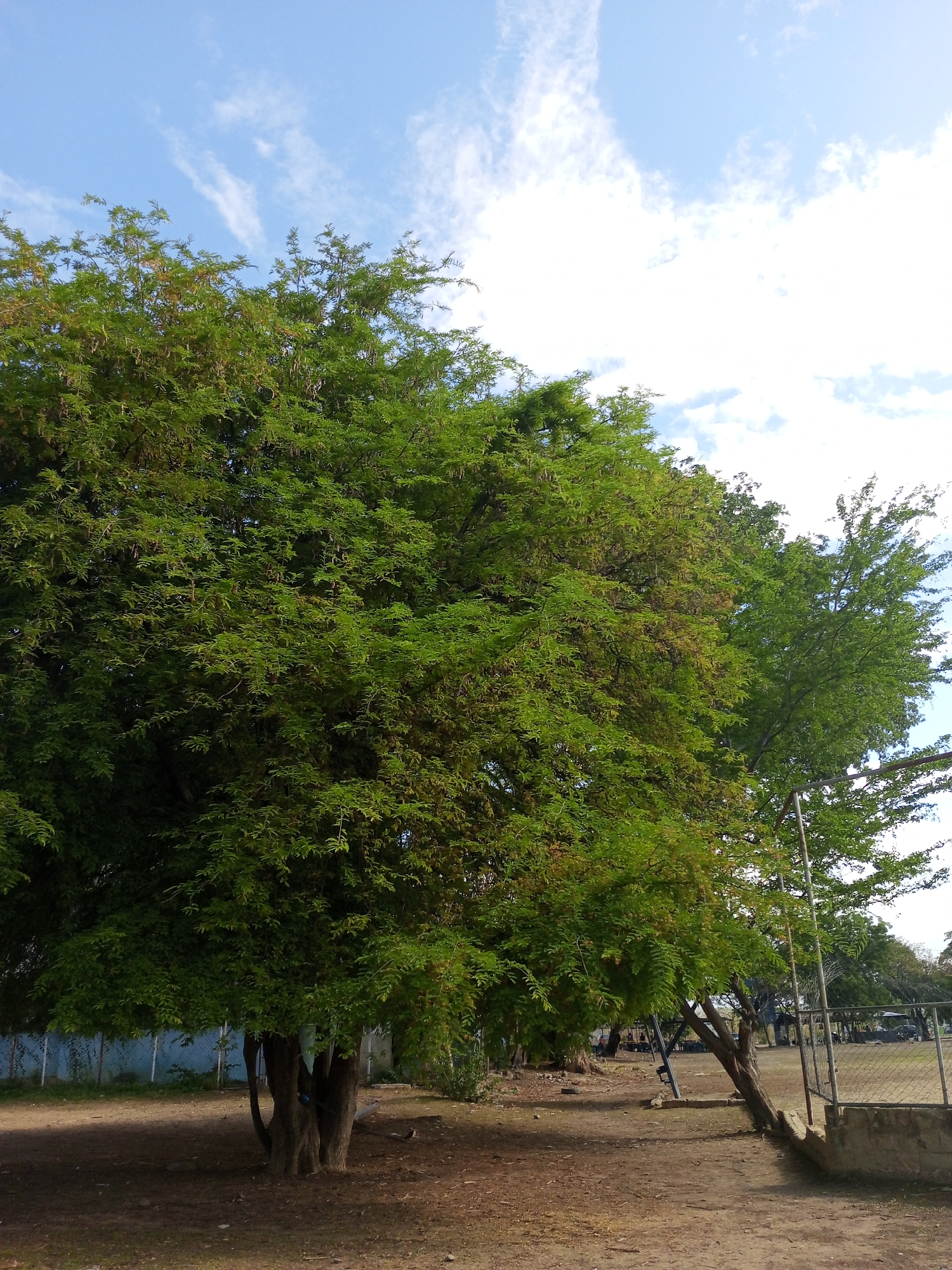 This outdoor image from Palo Negro, Venezuela, captures a bright daytime scene dominated by lush green trees and a blue sky. A large tree with a multi-trunked base stands prominently in the left and center of the foreground, its dense canopy of small, light-green leaves filling most of the upper frame. Some parts of its foliage show a brownish tint.
The ground beneath the tree is dry, reddish-brown dirt, with scattered leaf litter and debris, and patches of shadow. In the mid-ground on the right, a chain-link fence with concrete supports marks a boundary, behind which lies a wide, open dirt field. Another tree with sparser, lighter green leaves is visible near the fence, along with a leaning metal structure, possibly part of a goalpost or playground equipment.
The sky is a clear, vibrant blue with scattered white, wispy clouds, indicating fair weather and strong sunlight, typical of midday or early afternoon. In the distant background on the left, a light-blue wall or structure is faintly visible through the trees. The scene appears tranquil with no discernible human activity or visible text.