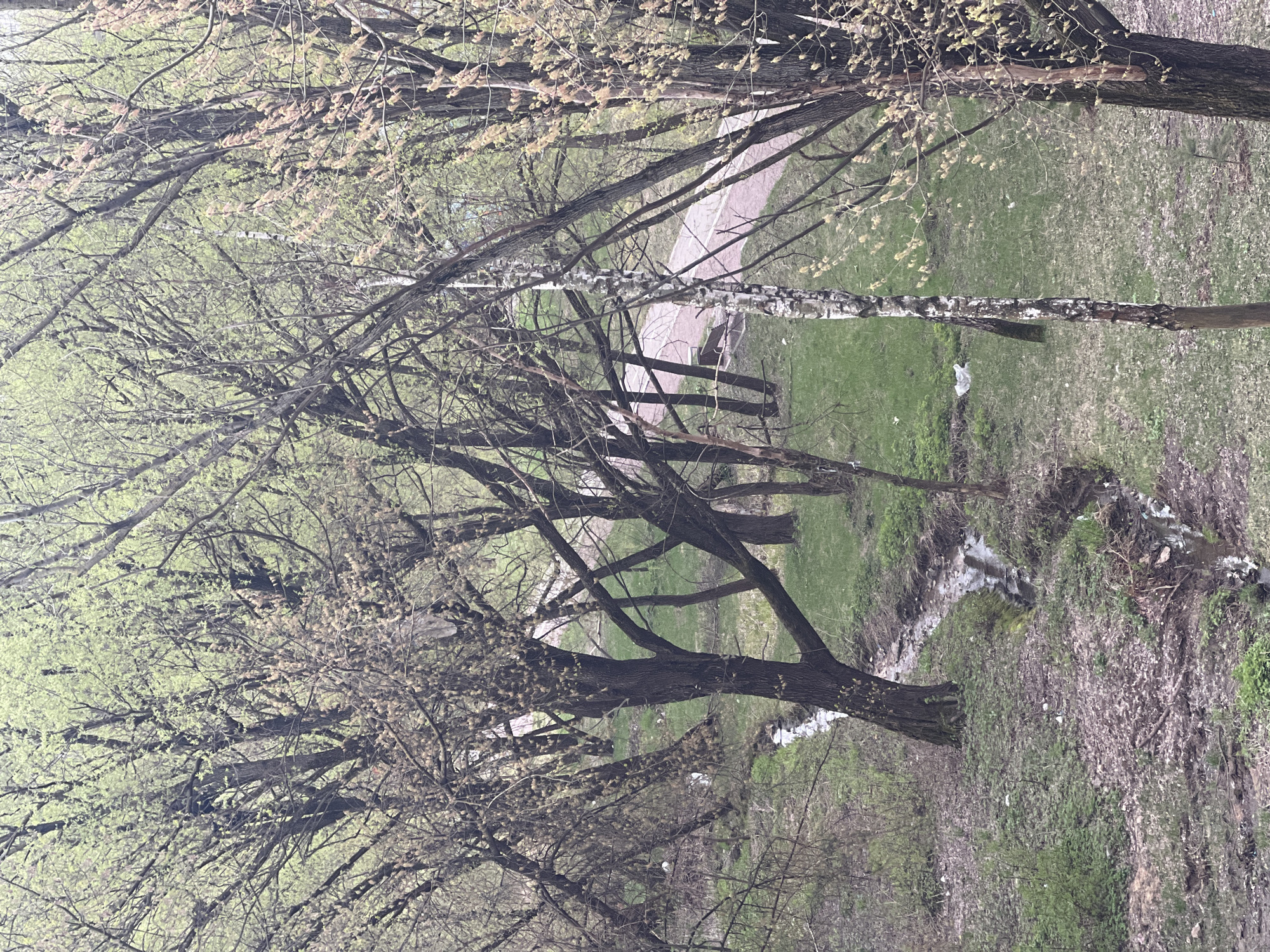 The image shows a landscape in Khimki, Russia. A line of trees with budding leaves is in the foreground. Behind the trees is a grassy area with a narrow stream running through it. A paved path is visible in the background. The scene is somewhat obscured by the trees. There are no people visible in the image.