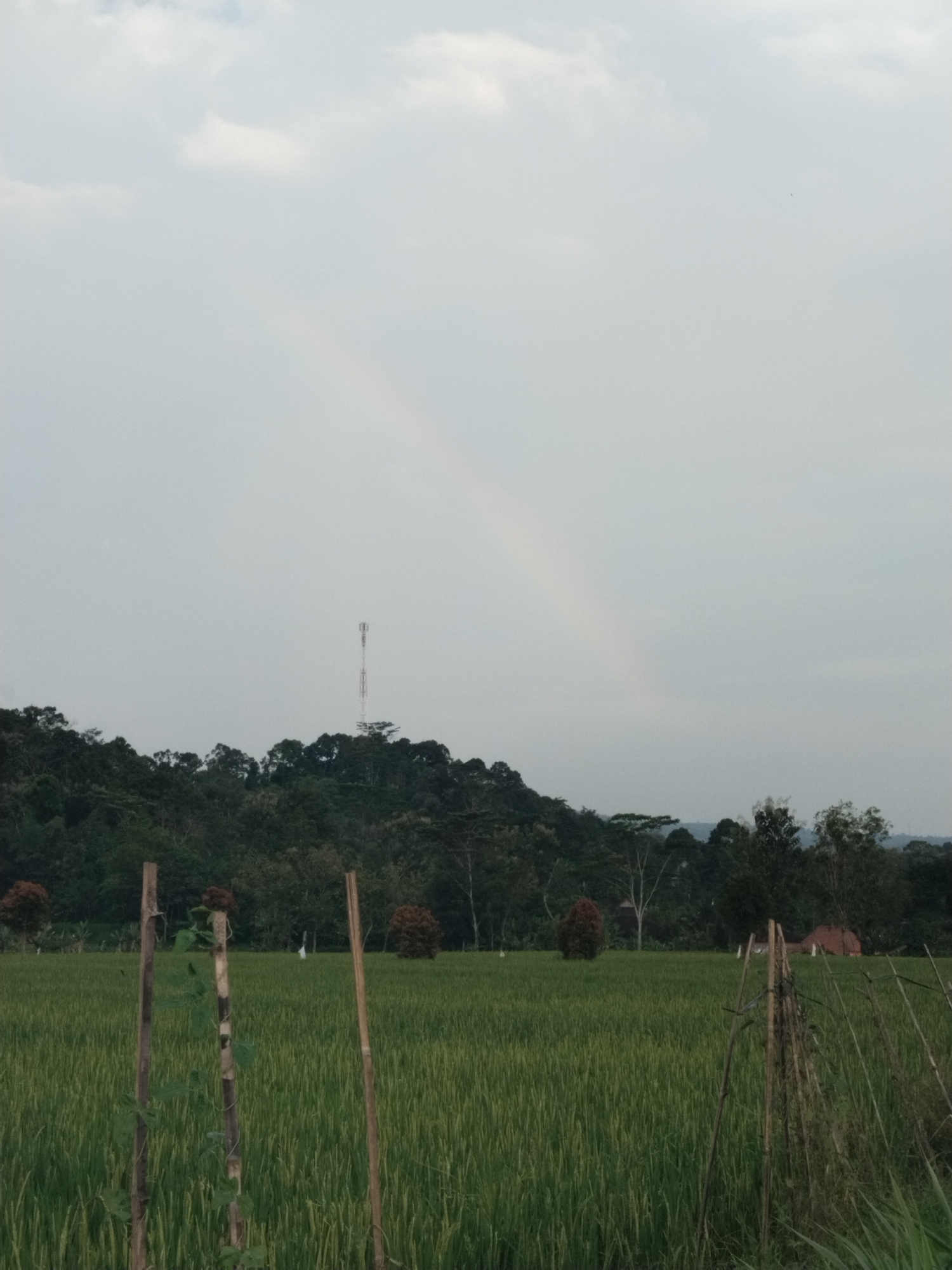 An expansive landscape photograph captures a verdant rice paddy under an overcast sky in Bangsri, Indonesia. The sky is a uniform light grey, dominated by diffuse light, with faint white clouds visible in the upper left. A subtle, ethereal rainbow arc stretches across the sky, starting from the upper right quadrant and fading towards the center, suggesting recent rain or atmospheric moisture.
In the midground, a densely forested hill or low mountain range dominates the horizon, covered in various shades of green foliage. A tall, slender communication tower, likely a cellular tower, stands prominently atop the hill, slightly to the left of the image's center, breaking the natural skyline.
The foreground and midground are filled with lush, green rice plants, stretching across the frame and receding into the distance, indicating a vast agricultural area. Scattered among the green, particularly on the left side of the midground, are a few trees with distinct reddish-brown foliage, contrasting with the dominant green. In the far right background, a glimpse of a reddish-brown roof, possibly belonging to a rural dwelling or shed, is visible amidst the trees.
Closer to the viewer, in the left foreground, three weathered wooden poles stand upright, with some green vines climbing around one of them. On the right foreground, a rustic, makeshift fence or support structure made of thin wooden stakes and branches adds to the rural character. The overall lighting is soft and even, consistent with an overcast day, hinting at either early morning or late afternoon. No people, animals, or discernible text are visible in the tranquil scene.