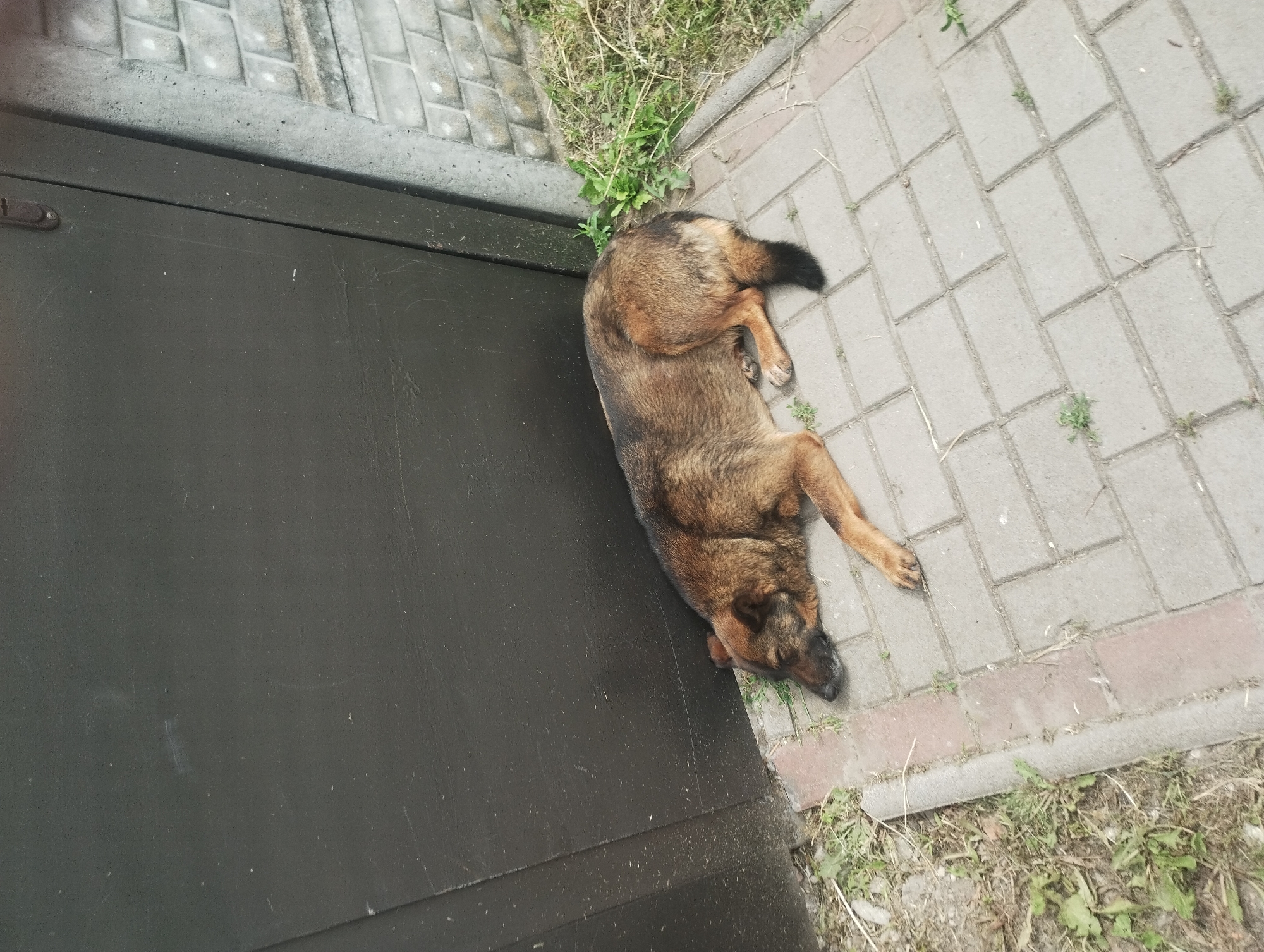 A medium-sized, brown and black dog is sleeping on a paved area next to a dark, vertical surface, possibly a door or gate. The dog is lying on its side with its head resting on the ground, its eyes closed. The paved area is made of rectangular concrete blocks, and there is grass and some dry vegetation growing around the edges. To the right of the paved area is a textured, light-colored surface that appears to be a brick or stone wall. The scene suggests an outdoor urban environment. This image was taken in Sumy, Ukraine.