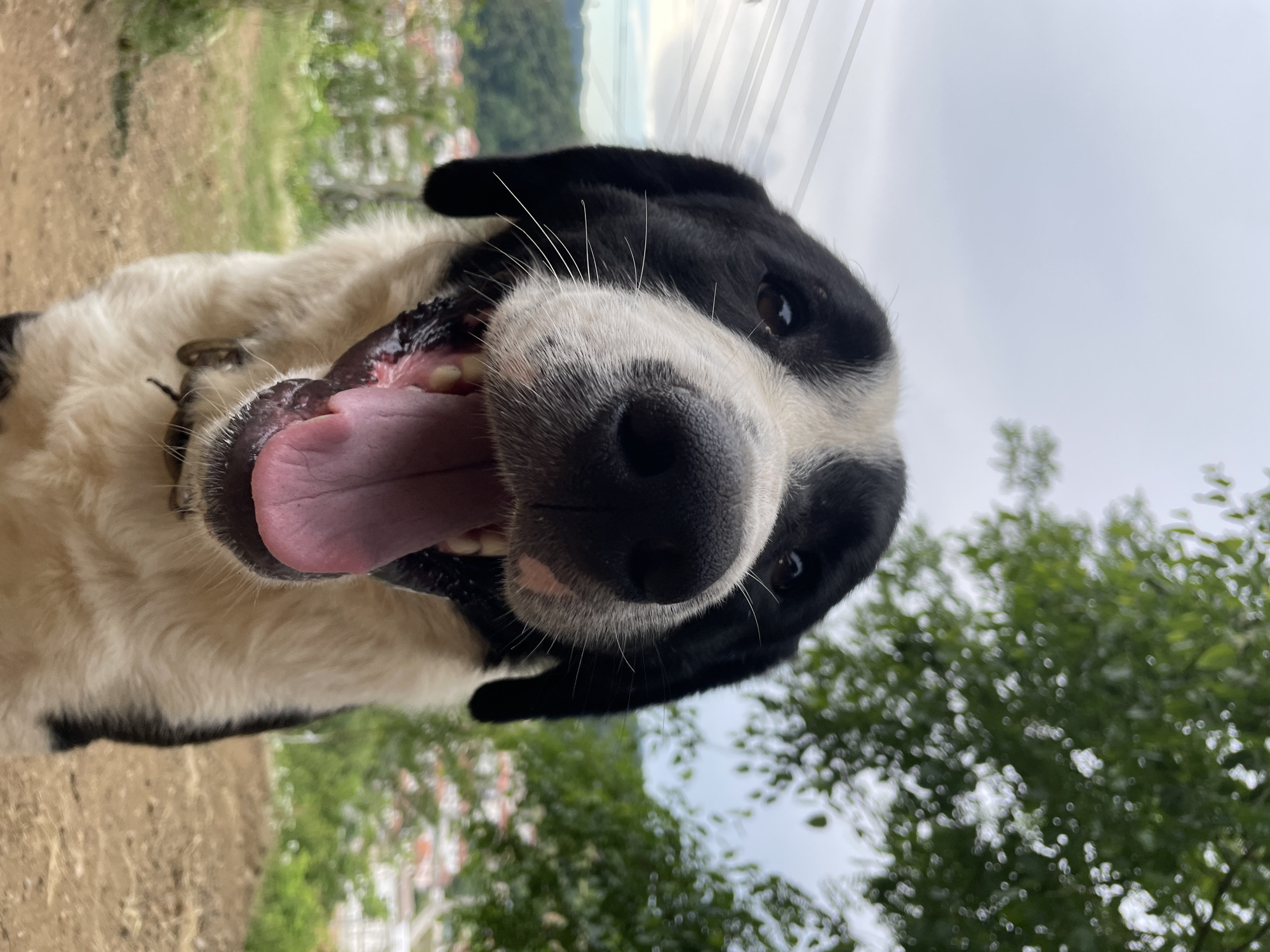 An extreme close-up shot features a black and white dog's face as it pants with its mouth open. The dog's nose, wet and black, dominates the center of the frame, with its pink tongue hanging out. White whiskers frame the nose and muzzle, contrasting with the black fur around its eyes. The dog's head is tilted slightly, and its dark eyes are visible. In the background, out of focus, a hillside populated with buildings and greenery suggests an outdoor setting in a town, potentially Zlatograd, Bulgaria, given the context. The sky above is overcast, and the leaves of a tree are visible at the top right of the image. The ground beneath appears to be dirt.