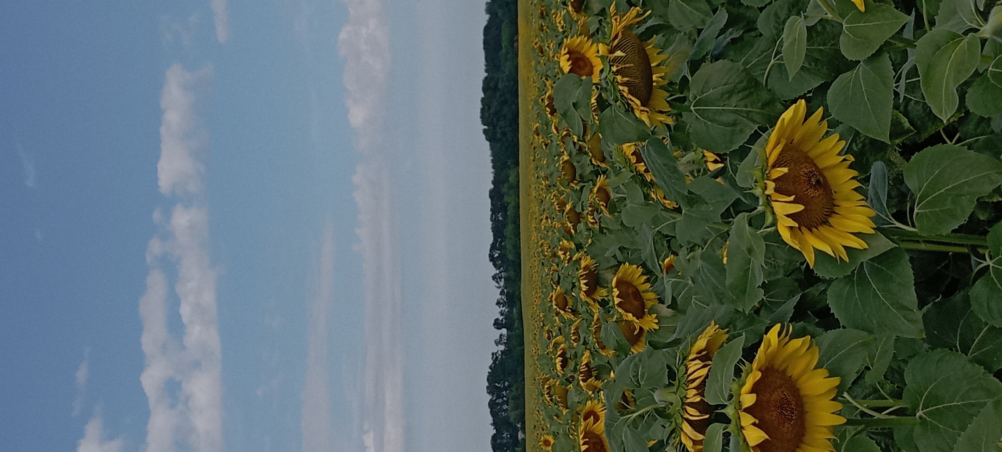 An outdoor, vertical, medium shot captures a vast field of sunflowers under a bright blue sky with scattered white clouds. The sunflowers, in various stages of bloom, are predominantly yellow with brown centers. Many of the flowers are facing downwards. Dense green foliage surrounds the sunflowers. In the background, a line of dark green trees forms a horizon against the sky, with a further expanse of lighter green, presumably more sunflowers, stretching into the distance. The scene appears to be located in a rural or agricultural area, likely a farm. There are no people or animals visible in the image.