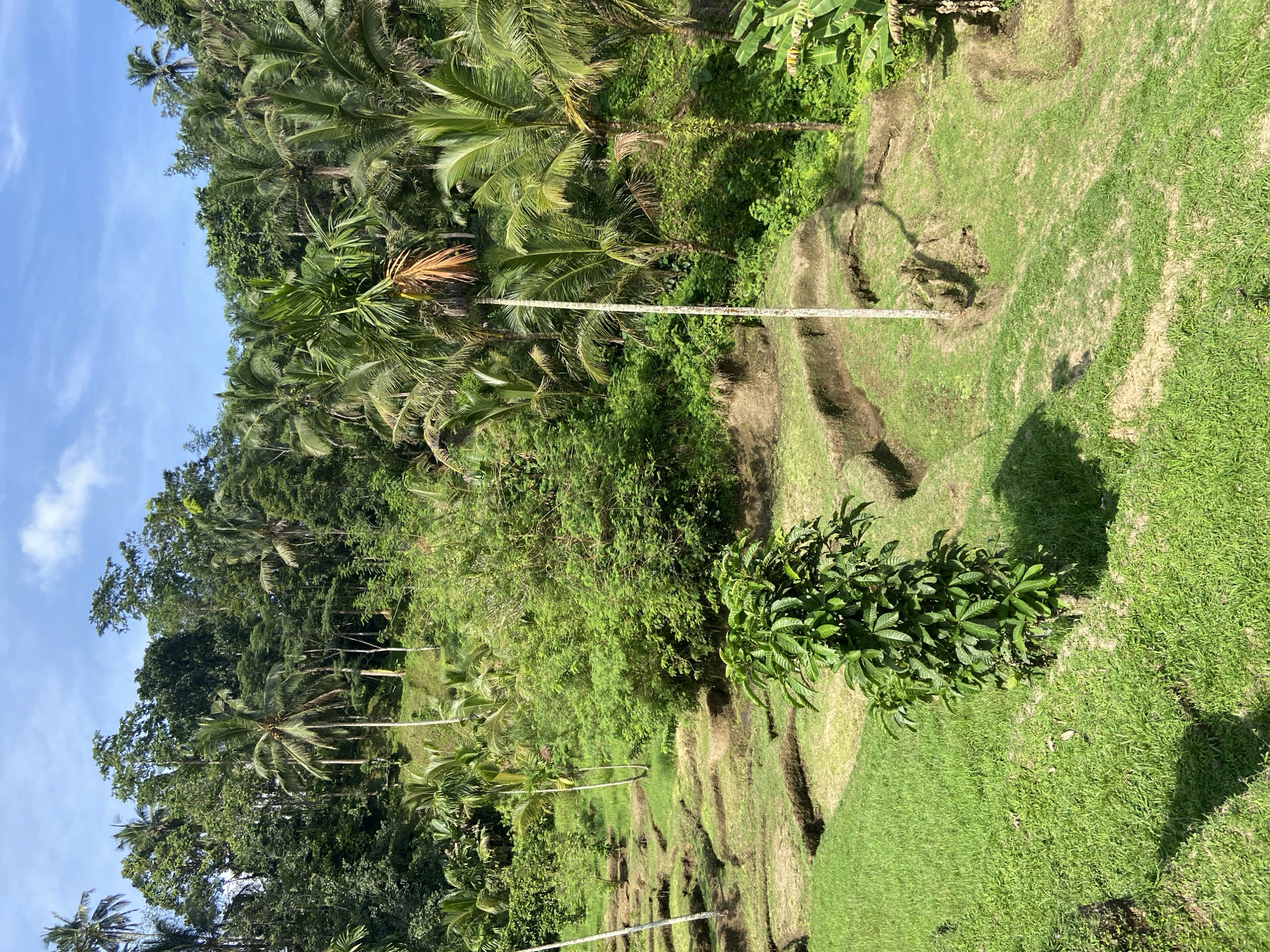 This is an eye-level, vertical shot of the Tegallalang Rice Terraces in Tegallalang, Indonesia. The terraces are arranged in stepped, grassy formations carved into the hillside. Palm trees are dispersed throughout the scene, with a dense cluster of them forming a lush green backdrop. The sky is partially visible in the upper left corner, revealing a light blue color with sparse clouds. Several poles, likely used for support or measurement, traverse the terraces diagonally. A small shrub or tree is prominently positioned on the right side of the image, adding to the vegetation. The overall scene depicts a verdant, tropical landscape with the man-made rice terraces blending into the natural environment.