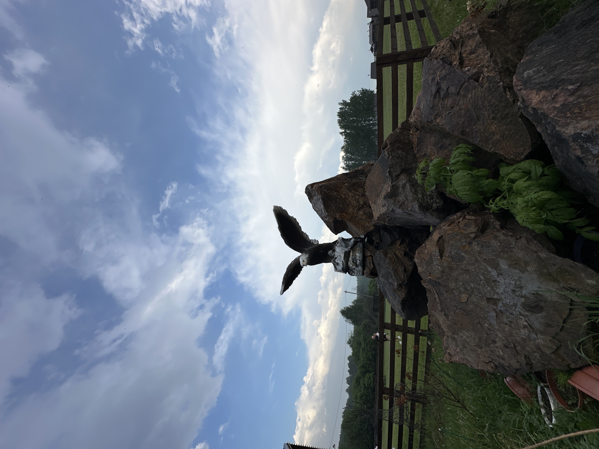 A statue of an eagle with outstretched wings is perched atop a pile of large, dark rocks. Behind the rocks is a wooden fence that stretches across the scene. Beyond the fence, a grassy field is visible, with trees and some buildings in the distance. The sky above is blue with scattered white clouds. The image appears to be taken outdoors, likely in a rural or semi-rural setting. There are no people or animals actively interacting with the statue or the environment. The scene is static and captured at a medium distance, with the statue as the primary focal point.