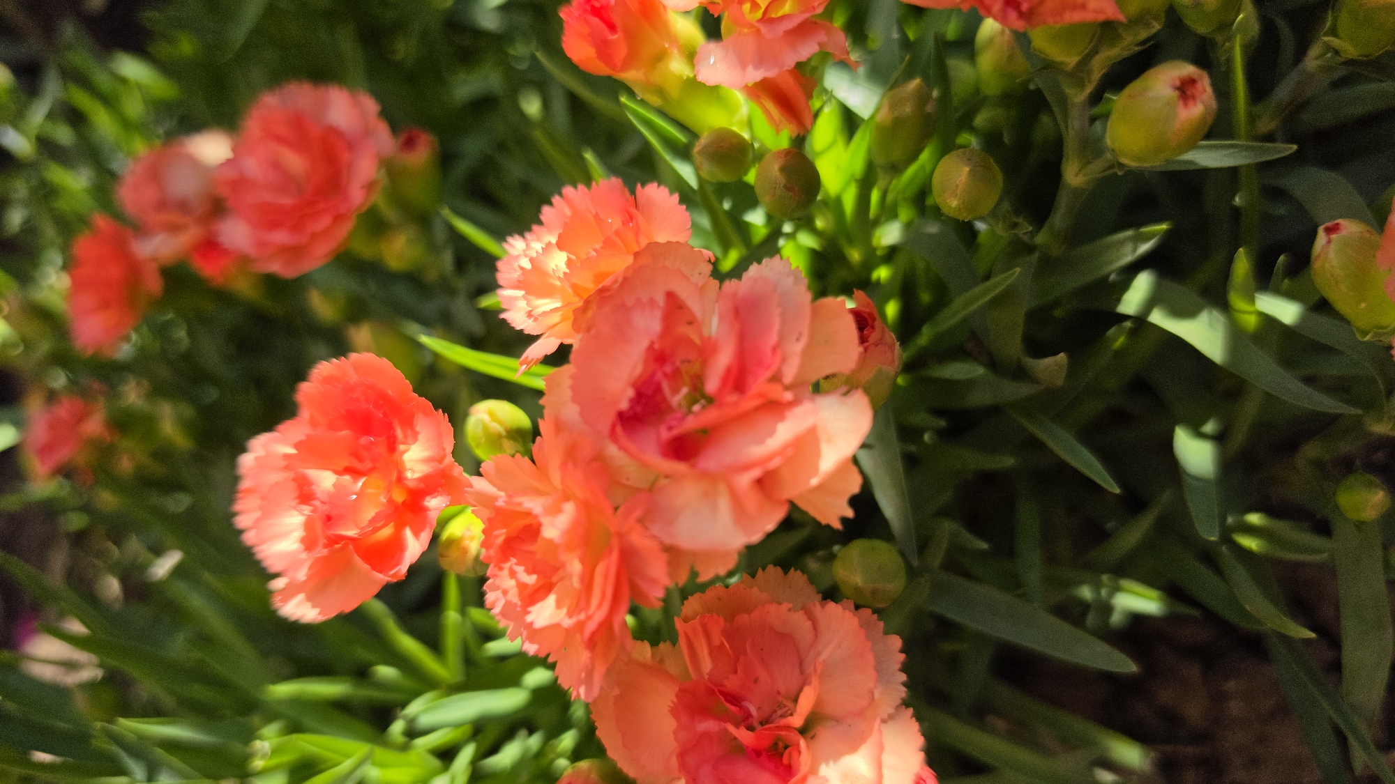 This is a close-up, vertical, medium shot of several blooming carnation flowers in vibrant shades of orange and coral, with hints of red in the centers. The flowers are densely packed, with ruffled petals and some visible buds. The background consists of blurred green foliage and some out-of-focus red flowers. The lighting suggests natural daylight, with some dappled shadows creating highlights and depth. The image appears to be taken outdoors in a garden or a natural setting. There are no people, animals, or man-made structures visible in the frame. The scene is purely focused on the botanical subject.