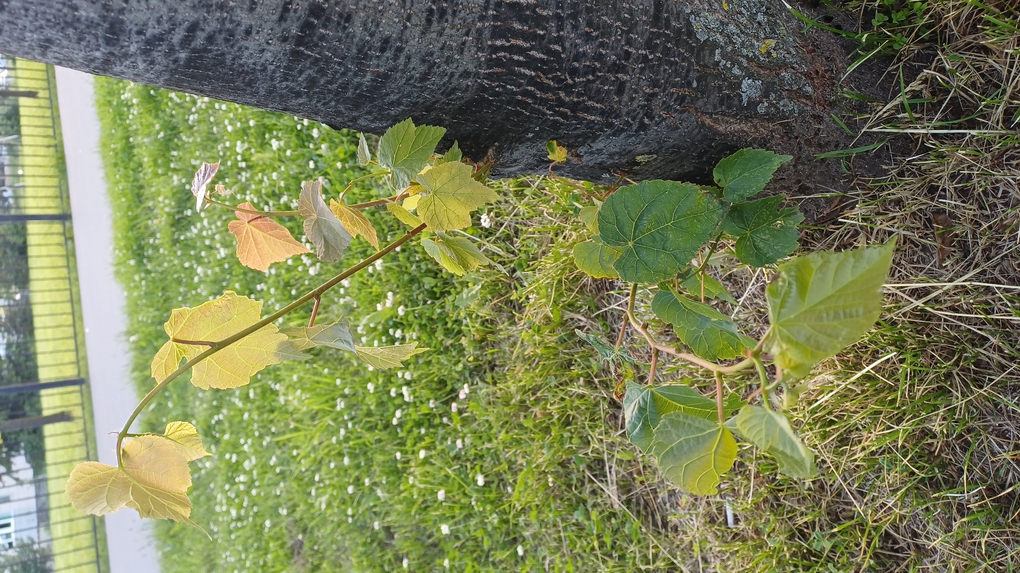 A young vine with several leaves, some yellow and some green, is growing up the side of a thick, dark-barked tree. The vine stems are reddish-brown and thin, with delicate tendrils. The tree is positioned on a patch of grass interspersed with small white flowers. In the background, a paved path runs parallel to a black metal fence, beyond which is a grassy area with trees and buildings. The lighting suggests it is late afternoon or early evening. The scene appears to be in an urban park or green space in Saint Petersburg, Russia, possibly near a residential area or roadway. No people are visible.