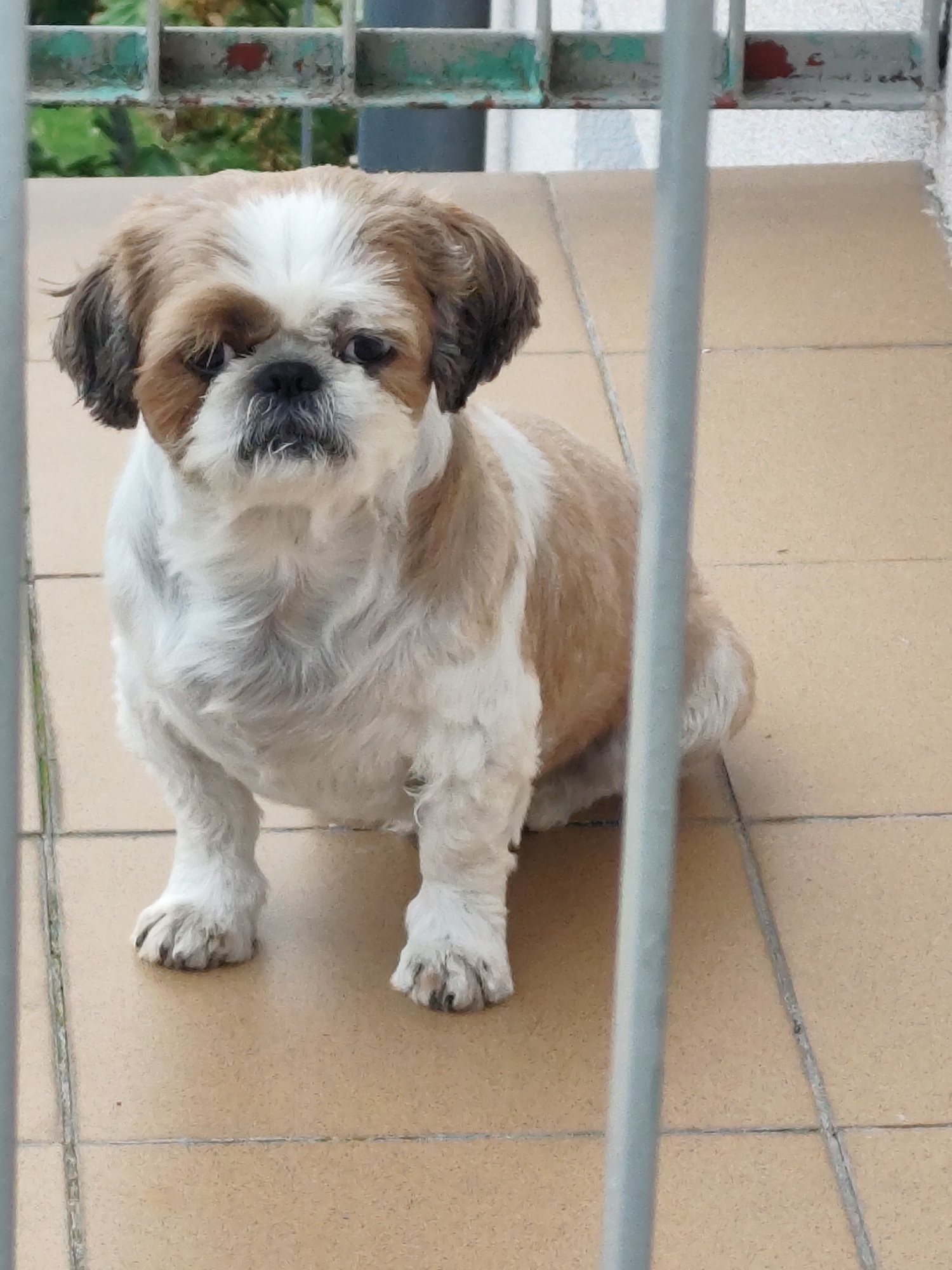 A Shih Tzu dog is sitting on a tiled balcony. The dog is predominantly white with tan markings on its head and back. The dog has a fluffy coat, dark eyes, and a mustache-like facial feature. In the foreground, a vertical metal bar partially obstructs the view of the dog. In the background, a green and white metal railing is visible with some foliage behind it. The tiles on the balcony are light brown. The image was taken outdoors. This scene is located in Zielona Góra, Poland.
