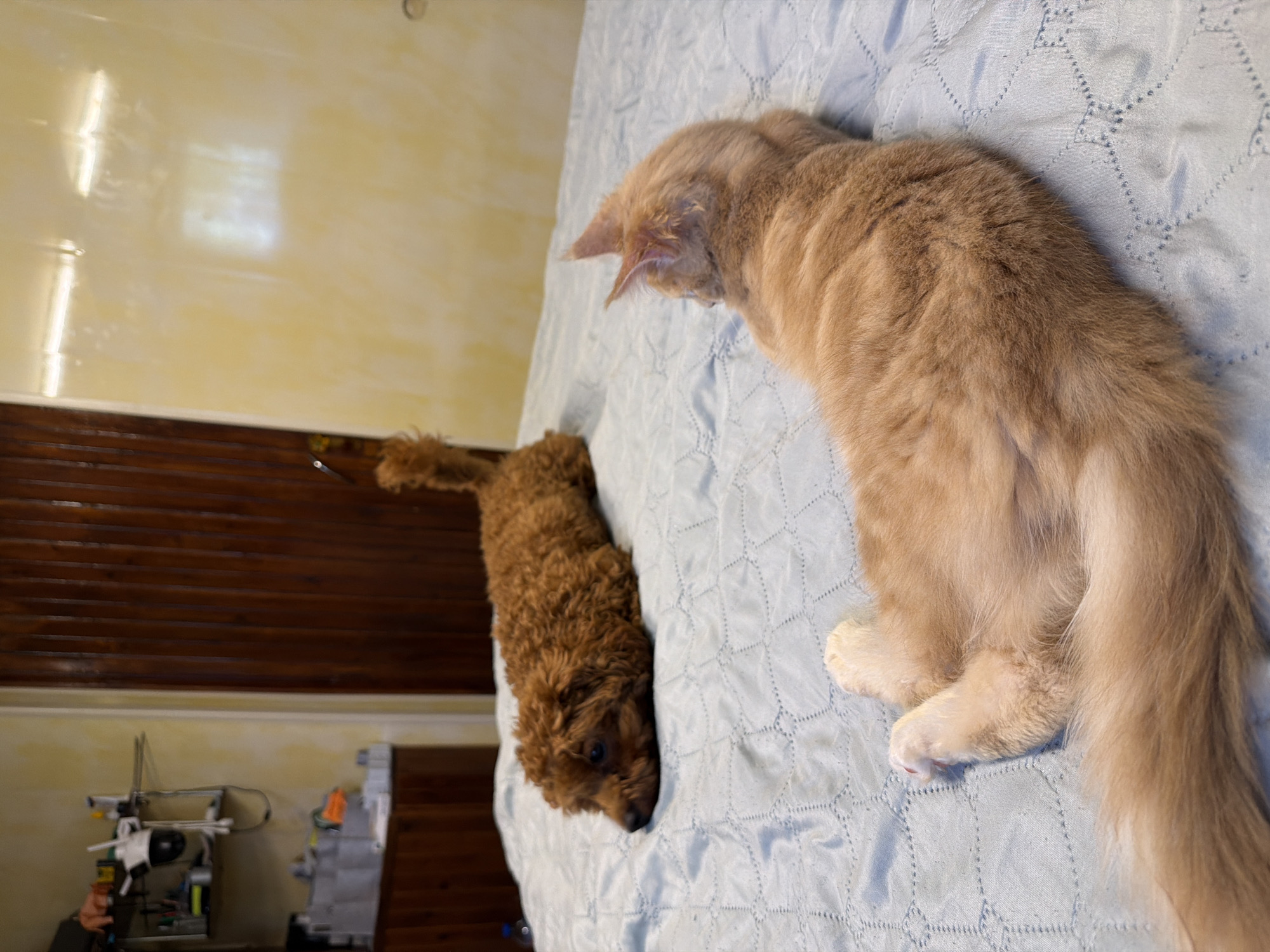 The image depicts an indoor scene, likely a bedroom, with a light blue quilted bedspread as the primary surface. On the bed, two animals are present: a small, fluffy brown poodle is lying down, facing left with its head resting on the bedspread. To the right and slightly further away, a ginger cat is lying on its side, facing away from the camera. The cat's rear paws and tail are visible. In the background, a wooden door with vertical slats is visible on the left, and a pale yellow wall with a reflected light source is on the right. A shelf unit containing various items, including bottles and containers, is partially visible on the far left. The scene does not provide any specific geographical markers or details that would indicate a location in Sofia, Bulgaria.