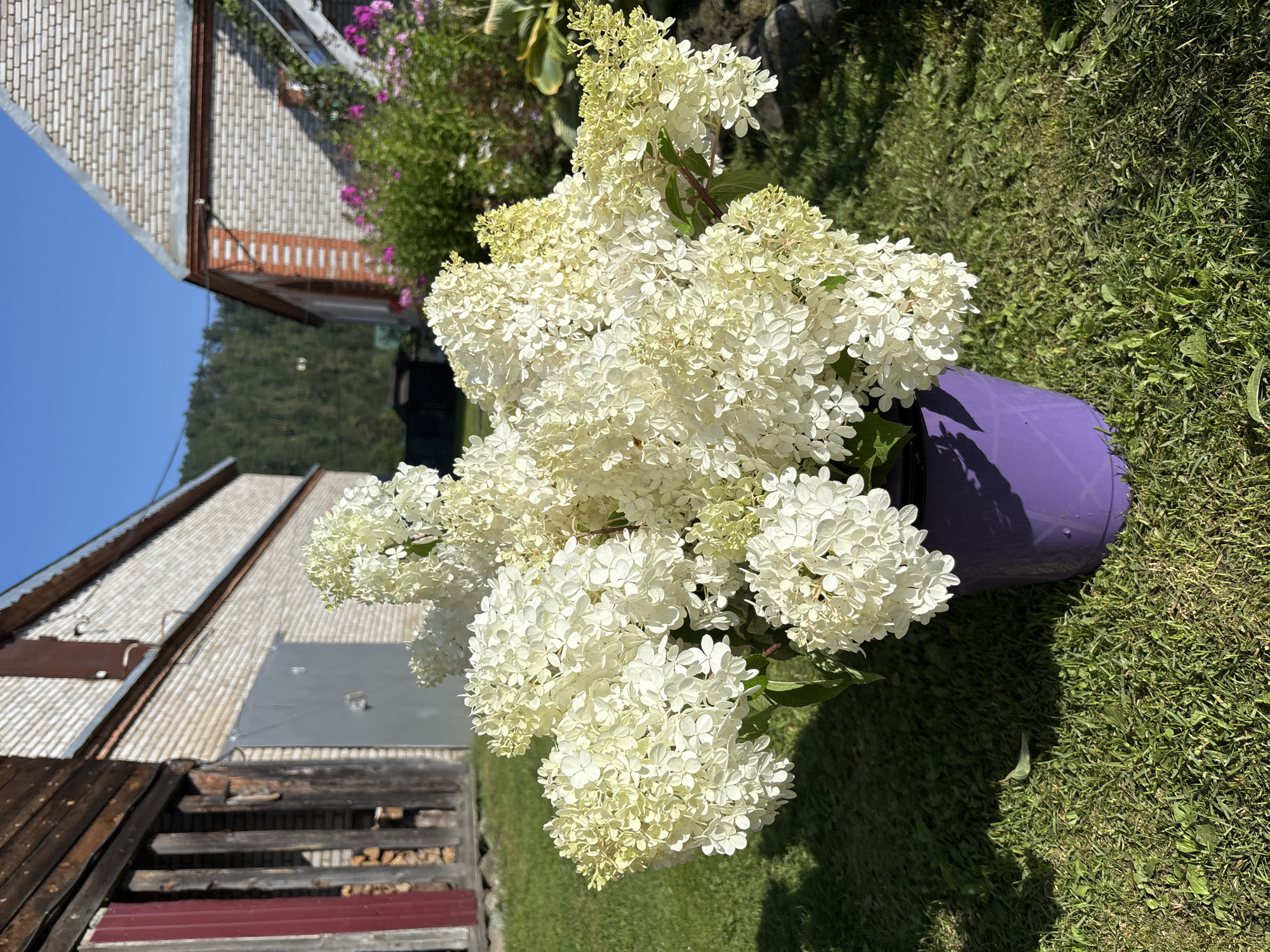 A bright, sunny day is depicted in the rural landscape of Korsodovo, Russia, where a lush bouquet of white hydrangeas overflows from a vibrant purple bucket. The bucket sits prominently on a patch of green grass, casting a distinct shadow. In the background, two brick buildings with metal roofs stand under a clear blue sky. One building, on the left, is partially constructed from wood and features a large grey garage door and a stack of firewood. The other building, on the right, is adorned with a small garden of pink and purple flowers. Rolling green hills are visible in the far distance.