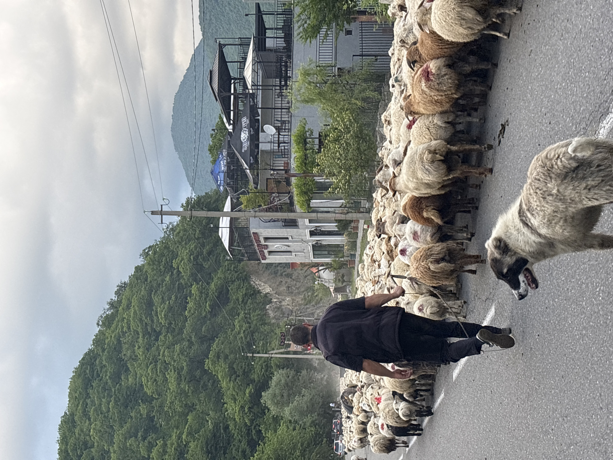 A flock of sheep is being herded along a paved road in Aranisi, Georgia. The sheep are densely packed, filling the road and extending into the surrounding environment. A man, presumably a shepherd, walks behind the flock, holding a stick. A dog stands near the foreground, looking towards the right. In the background, there are trees, a building with multiple levels and outdoor seating areas, and mountains. The sky is overcast.
