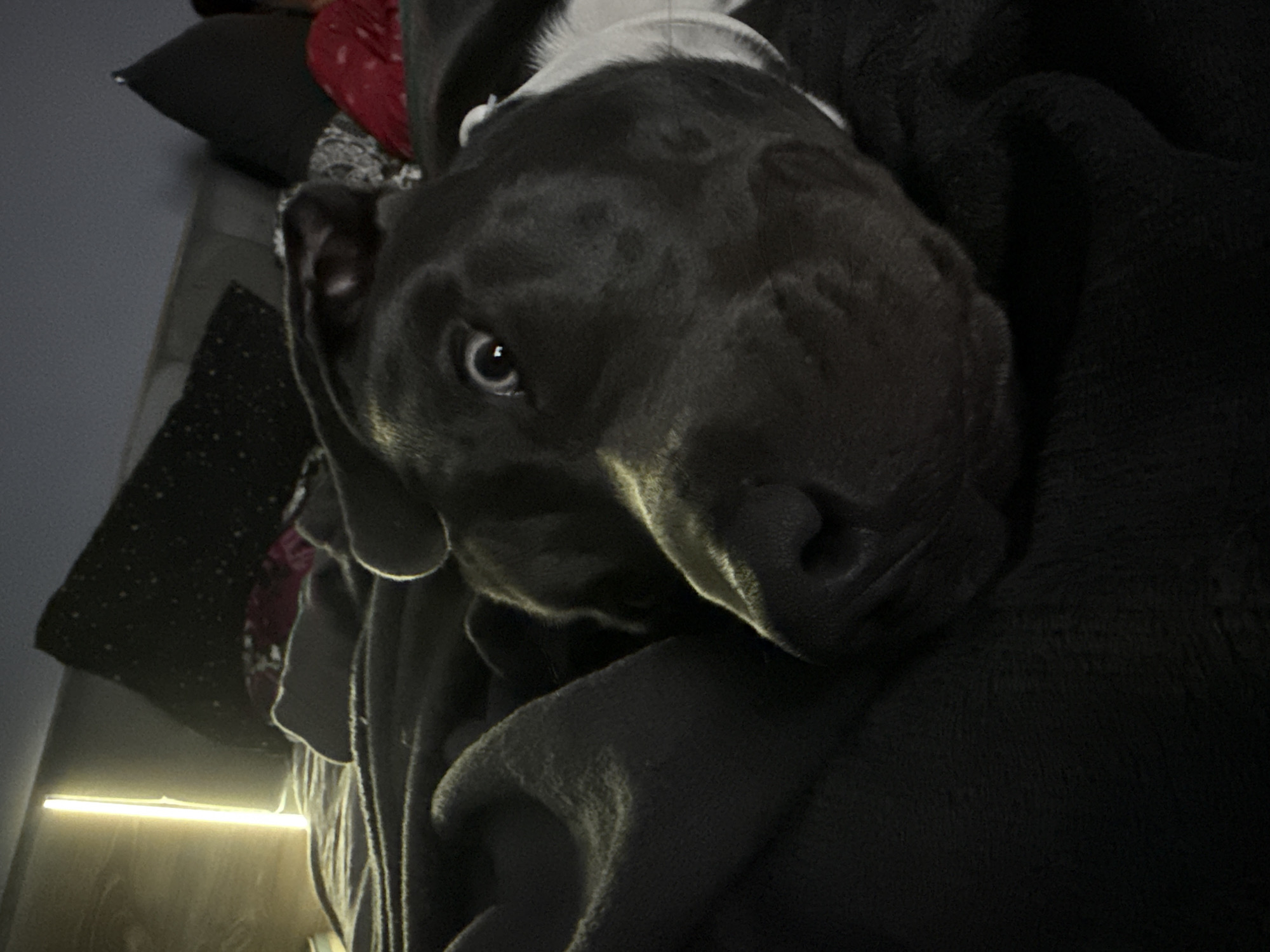 A close-up shot focuses on a dark-grey/blue pitbull dog with white markings around its neck, resting on a dark blanket. The dog is indoors, lying on a soft surface. One eye is visible. In the background, other pillows and blankets are partially visible. A faint horizontal light source is present on the left side of the image. The location is not discernible.