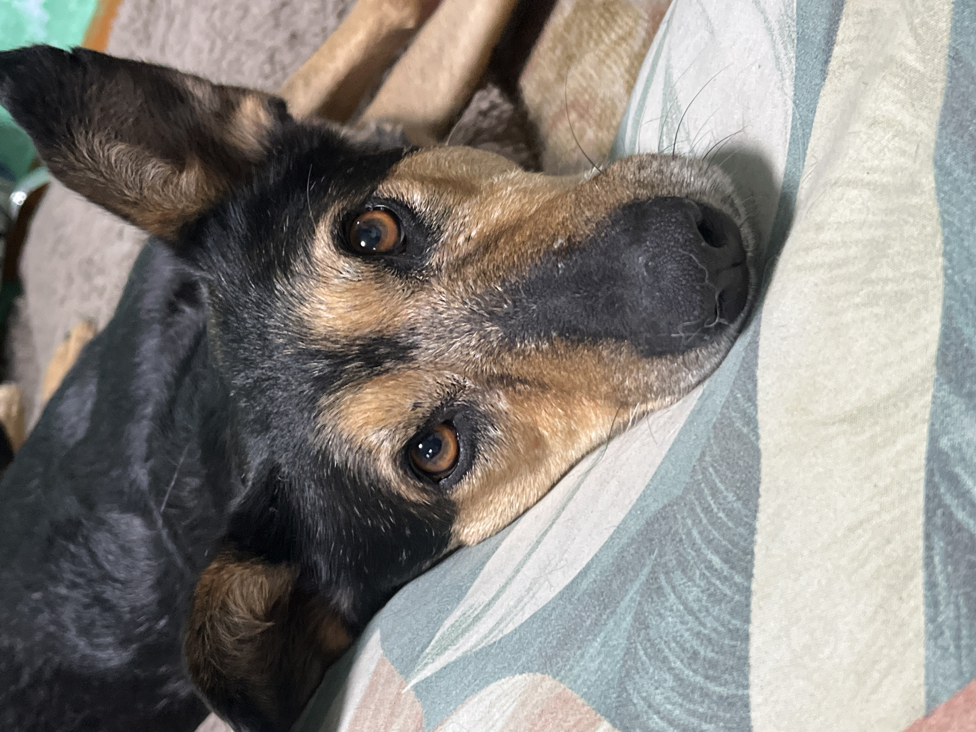 The image shows a close-up, head-on view of a medium-sized dog, lying down with its head resting on a striped pillow. The dog has black and tan fur, with large, erect ears. Its eyes are a warm brown and appear alert, and its nose is black and moist. The pillow has a pattern of light blue, white, and beige stripes. The background appears to be a soft, textured surface, possibly a blanket or carpet, in a neutral tone. The lighting is soft and natural, suggesting an indoor setting. There is no information available to determine the location in the city of Nizhny Tagil, Russia.