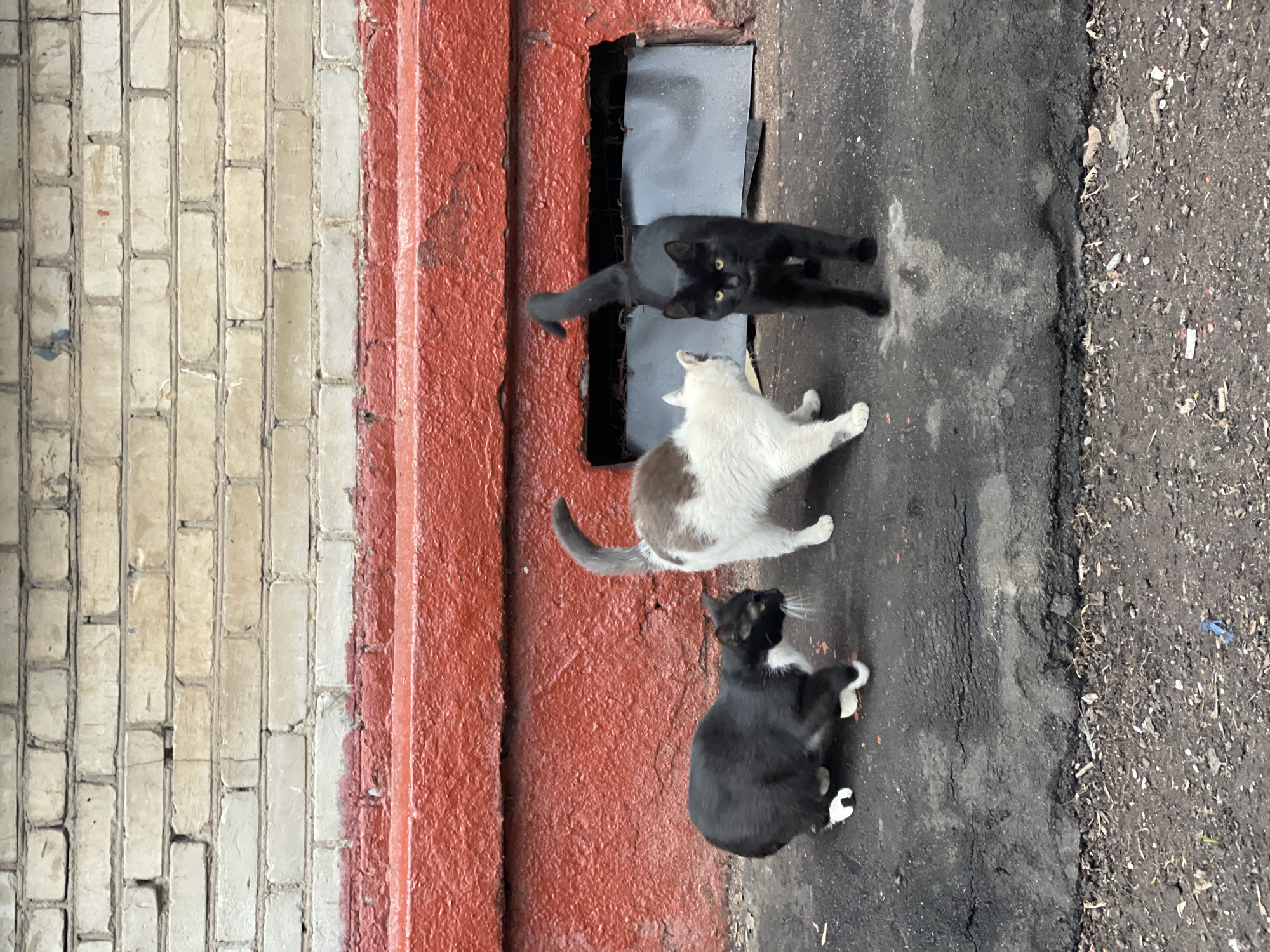 The image depicts three cats in an urban setting. The location is suggested by a brick wall, a red painted section, an opening with a metal covering, and an asphalt surface. A black cat is positioned near the opening, partially obscuring it. A grey and white cat is located below the black cat, and a black and white cat is seated lower down. The setting is a city of Unknown, Unknown.