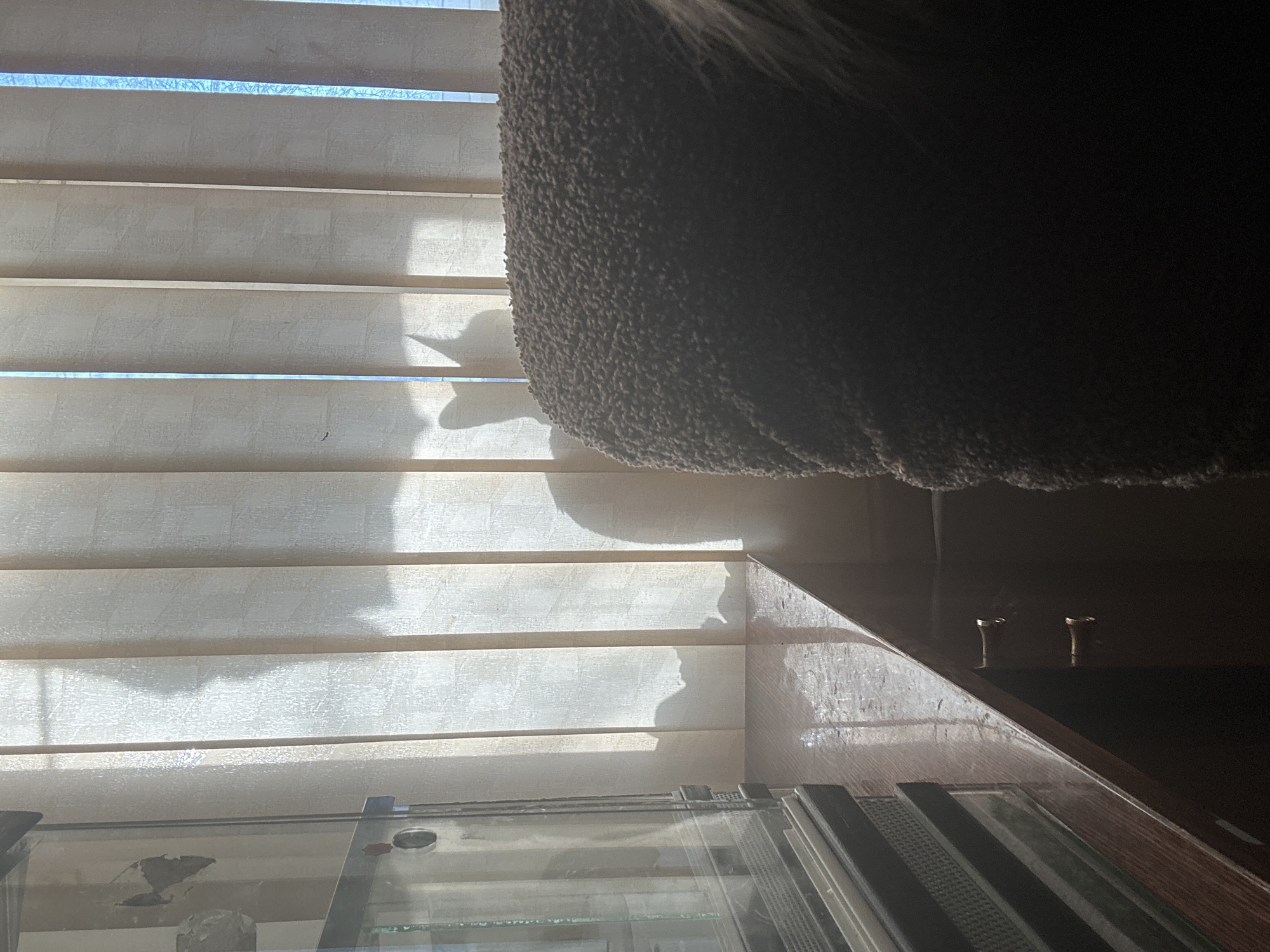 The image presents an interior view featuring window blinds partially open, allowing sunlight to enter. A portion of a fluffy, dark object, possibly a cat tree or bed, is in the upper right of the image, casting a shadow on the blinds. A glass enclosure is visible in the lower part of the frame. The image captures a domestic indoor setting. There is no evidence to suggest a connection to Moscow, Russia.