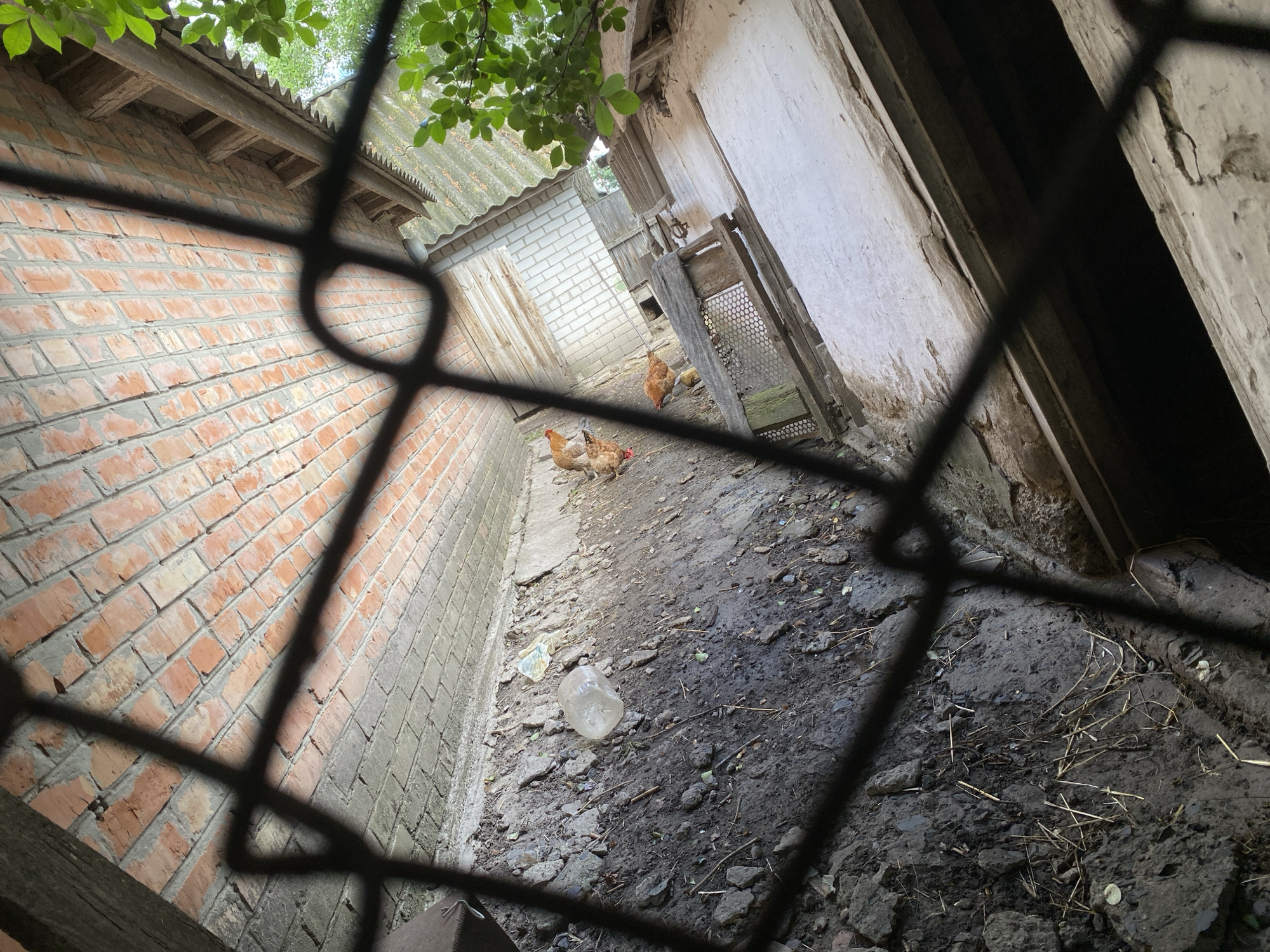The image appears to be taken from behind a metal grid, possibly a fence or gate, in Ustyvytsia, Ukraine. The view looks into a narrow space or alleyway between two buildings. One building is brick, and the other is a pale, aged, possibly white-washed structure. The ground is bare earth, with a scattering of debris, including what appears to be a discarded plastic bottle. Several chickens are present in the alleyway, moving between the buildings. The light is somewhat dim, with some foliage visible overhead, partially obscuring the sky. The overall scene suggests a rural or semi-rural environment.