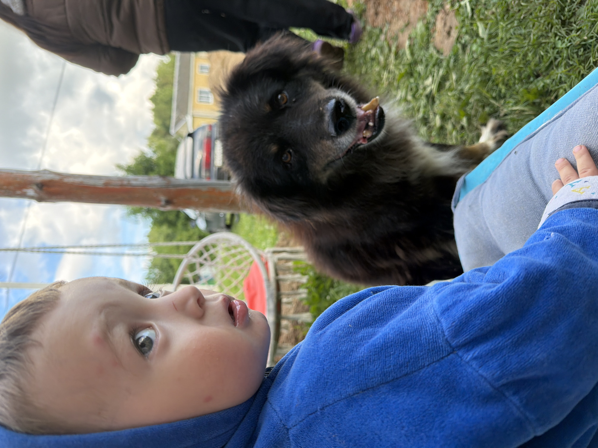A close-up, outdoor, eye-level shot features a young child in the foreground, wearing a blue hooded jacket. The child's face is turned to the right, with wide eyes and an open mouth, looking off-camera. Red marks are visible on the child's forehead and cheek. To the right of the child is a large, dark-furred dog with its mouth open, revealing teeth and a yellow object. The dog is looking directly at the camera. In the background, a person wearing a brown jacket and dark pants stands with their back to the camera, wearing purple shoes. A yellow building with windows and a black car are also visible in the background, along with green trees and a cloudy sky. The scene appears to be in a rural or suburban outdoor setting. The location is Красный Маяк, Russia.
