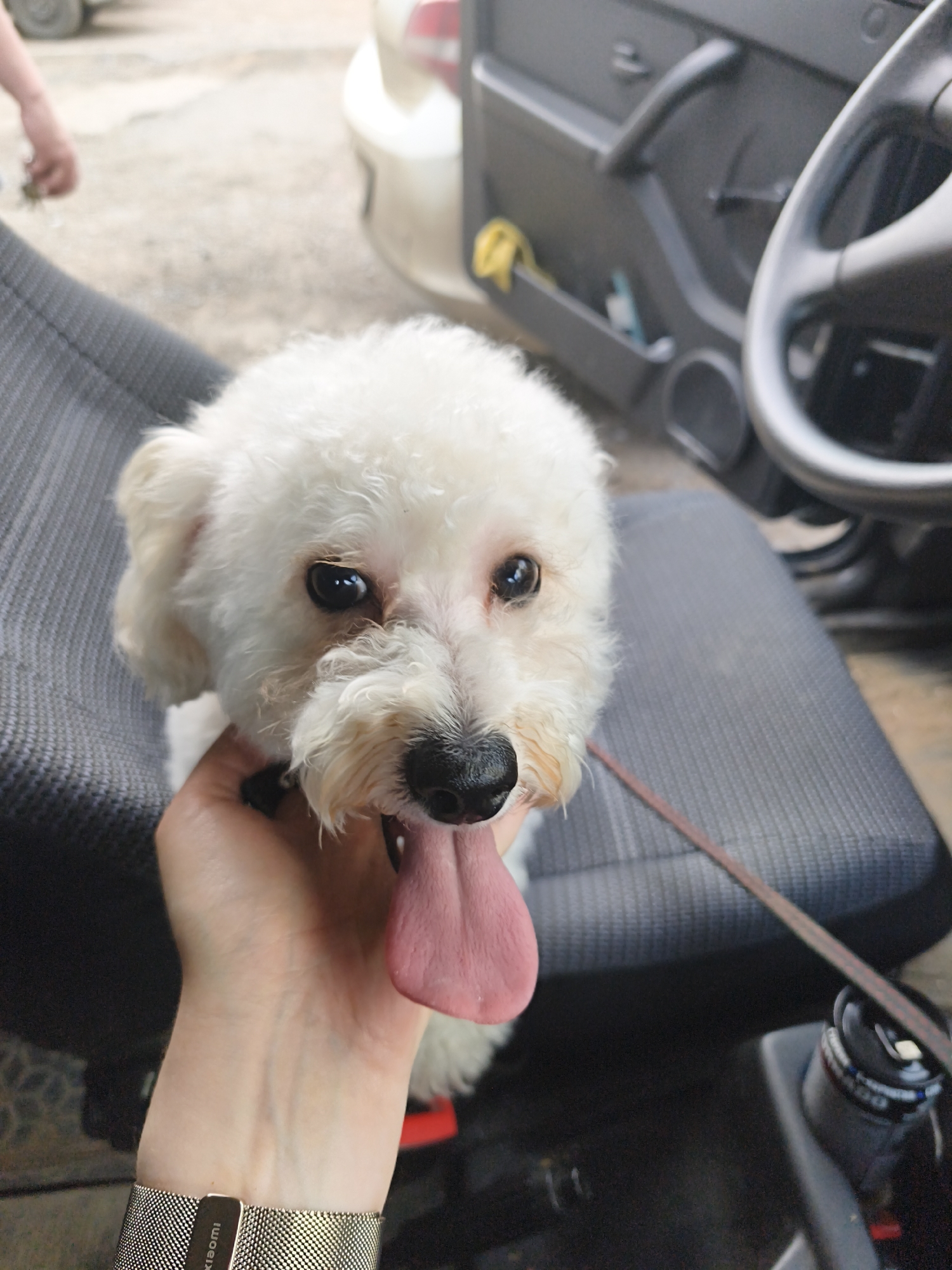 A close-up captures a small, white dog with its tongue lolling out, held by a person wearing a metallic watch on their wrist. The dog, likely a Bichon Frise or similar breed, sits on a gray upholstered car seat inside a vehicle. The car's interior includes a steering wheel and door panel, partially visible in the background. Beyond the car, a glimpse of the exterior shows another vehicle. The image was taken in the city of Chaikovsky, Russia.