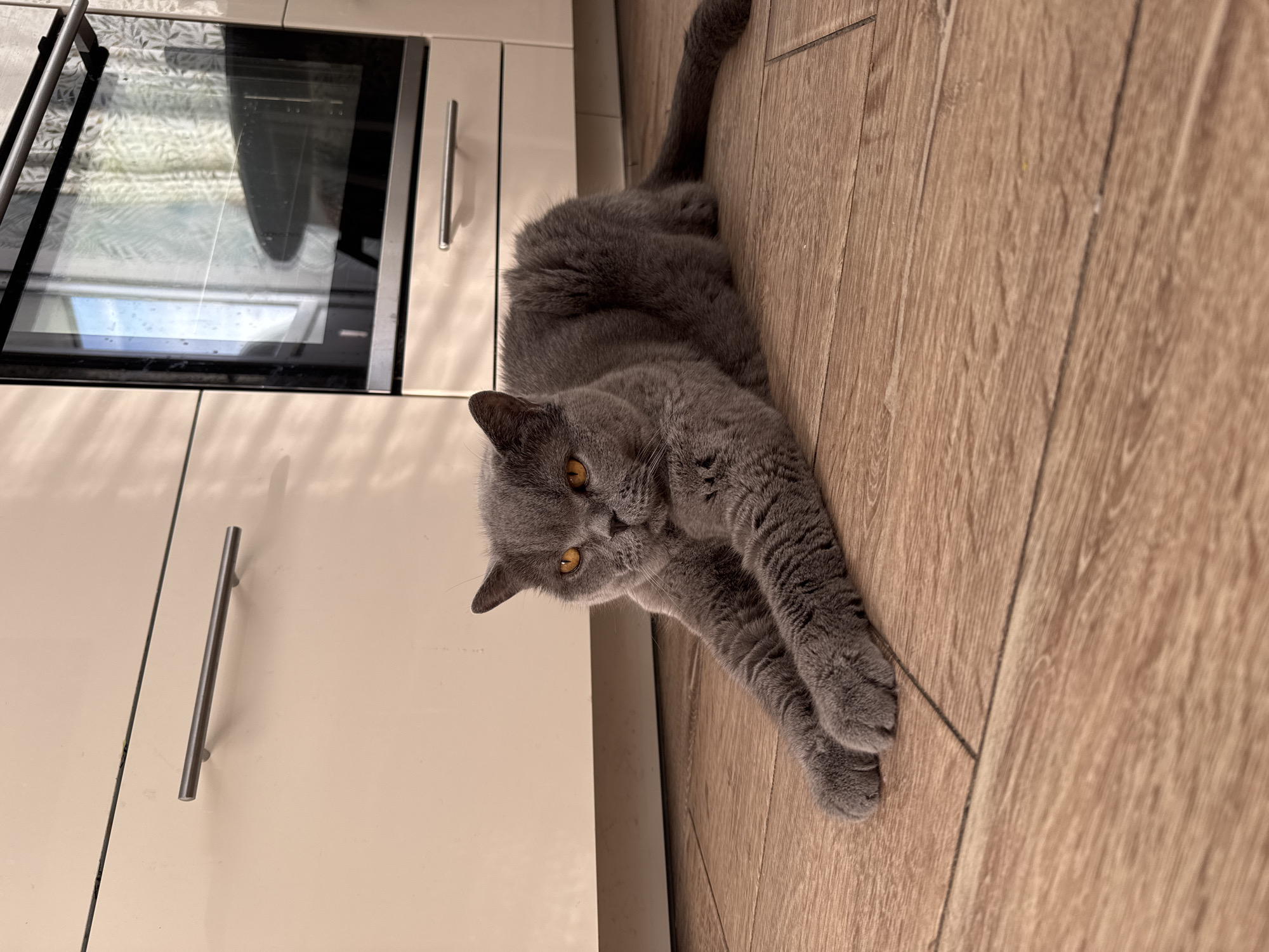 A British Shorthair cat with gray fur and orange eyes is lying on a wooden floor in a kitchen. The cat is stretched out with its front paws extended forward. Behind the cat are white kitchen cabinets with silver handles, and a stainless steel oven with a glass door. The oven door reflects a window with curtains. The scene is illuminated by natural light, casting shadows from blinds onto the cabinets. The location is a kitchen in a residential building in the village of Sovkhoz imeni Lenina, Russia.