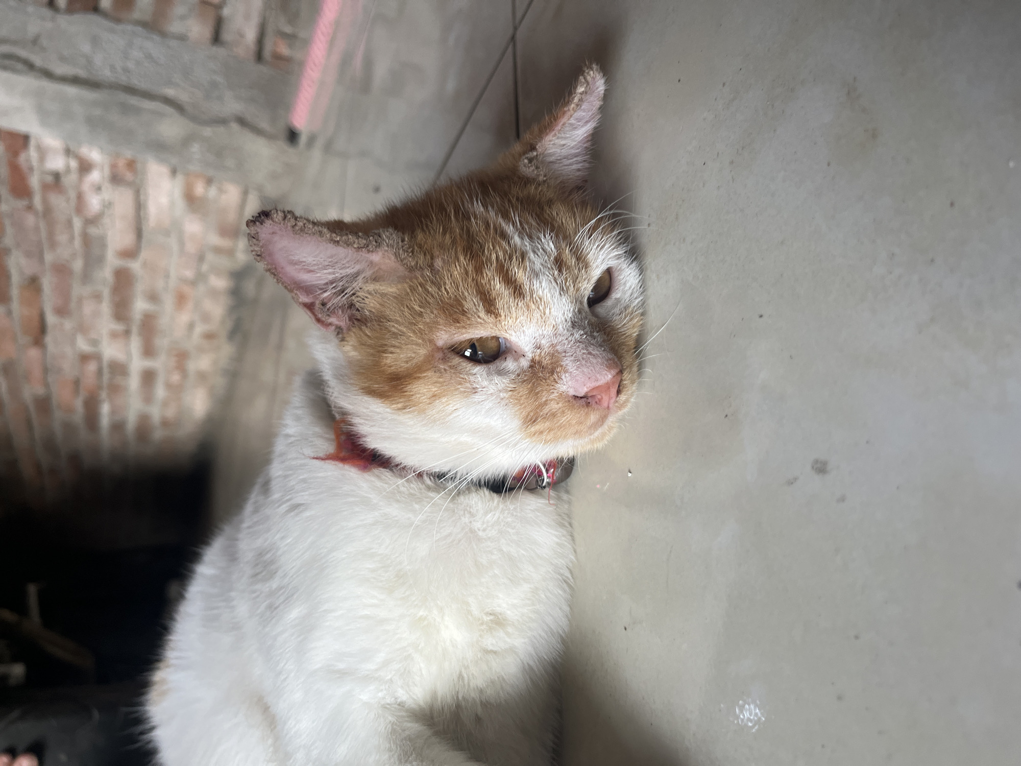 A ginger and white cat lies on its side on a light-colored tiled floor. The cat's head is turned towards the viewer, with its eyes open and looking slightly to the side. Its ears are pointed upwards, and its nose is a pinkish hue. A red collar is visible around its neck. In the background, a brick wall and a concrete structure are visible, suggesting an outdoor or semi-outdoor environment. The overall impression is that of a relaxed or resting animal. This scene is located in Karangrandu, Indonesia.