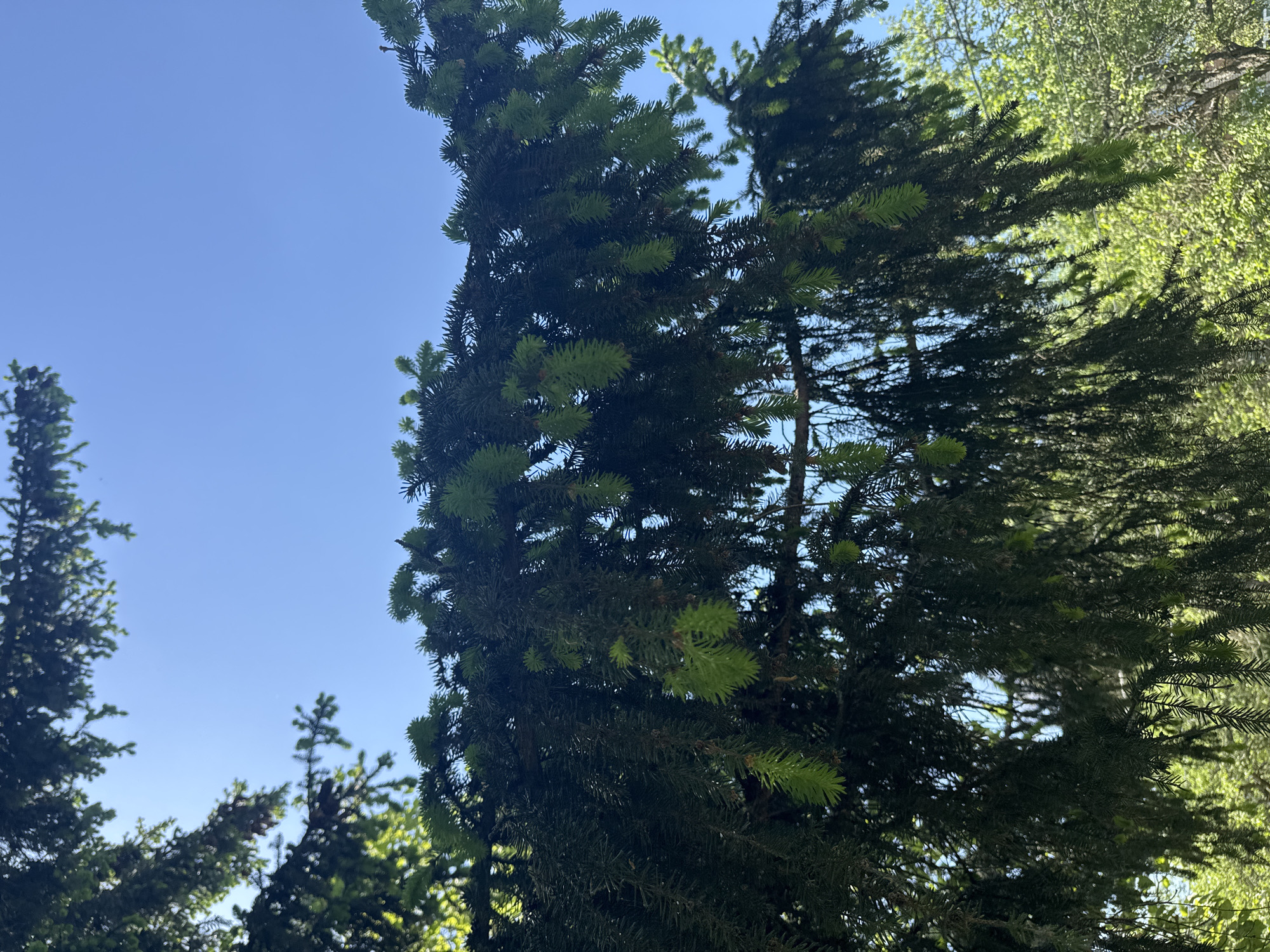 The image shows a view looking up at evergreen trees against a clear blue sky. The trees are likely located in Shevlyakovo, Russia. The scene appears to be a natural setting, possibly a forest or park. The trees have dark green needles with some lighter green new growth visible. There are no people or other identifiable objects in the frame. The trees are static, suggesting a calm environment.