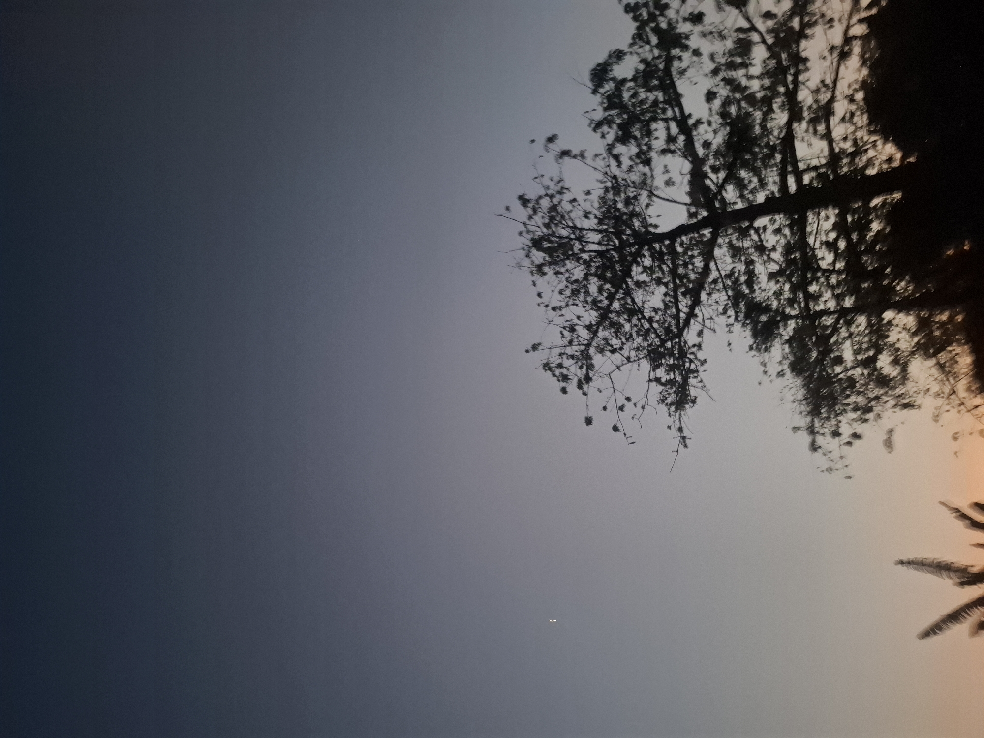 A lone, thin crescent moon is visible in the upper left quadrant of the image against a gradient sky that transitions from deep indigo at the top to a soft, peachy hue near the horizon. Silhouetted against this sky are the branches and foliage of several trees, predominantly in the lower half of the frame. One larger tree in the mid-right is particularly prominent, its dark branches reaching upwards. In the lower left, blurry outlines of palm fronds suggest a tropical setting. The overall impression is of a twilight scene, likely just after sunset, with the natural elements dominating the composition. There are no people or man-made structures clearly discernible in the image. The image depicts an outdoor natural environment. The overall scene evokes a sense of calm and quietude.