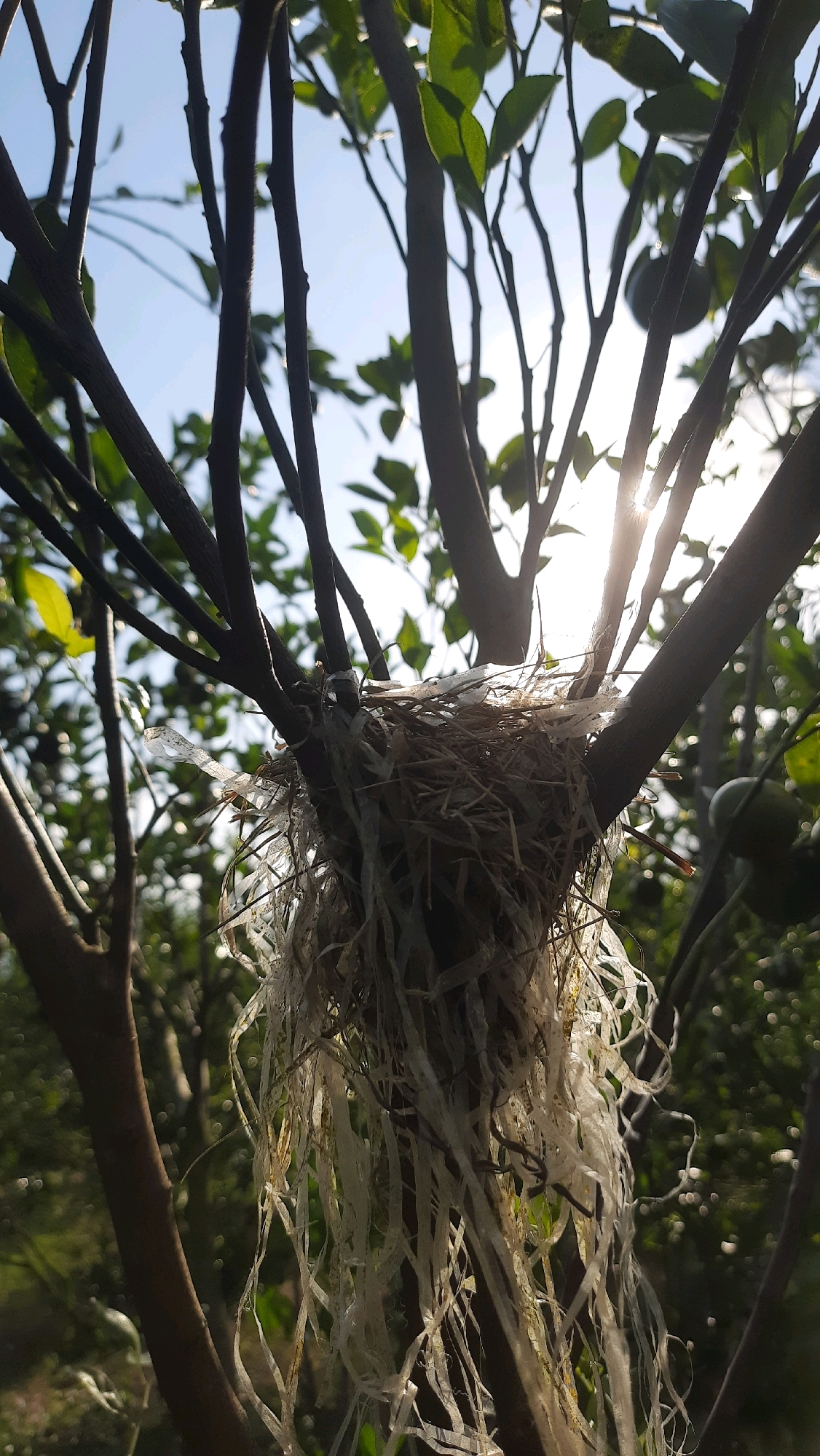 This is a close-up, low-angle, outdoor, natural light photograph of a bird's nest constructed with twigs, dried grass, and what appears to be shredded white plastic. The nest is situated in the branches of a tree, likely an orange tree given the presence of small green fruits visible in the background. The sun is shining brightly through the leaves and branches, creating lens flare and silhouetting the foliage. The overall environment suggests a rural or garden setting within Kebonrejo, Indonesia, characterized by lush greenery and a bright sky. There are no people or animals directly visible in the frame.