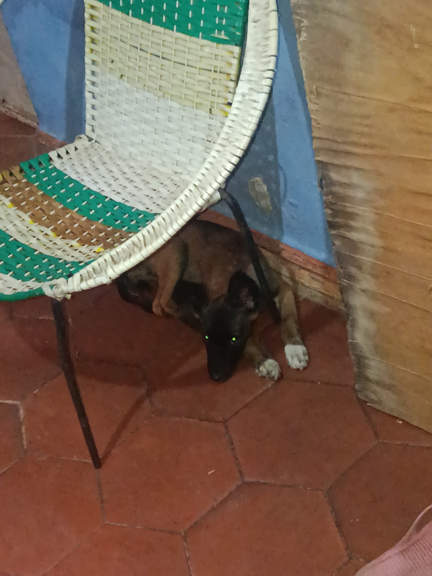 A medium-sized brown dog with black markings and white paws lies under a wicker chair with green, white, and brown stripes. The chair sits on a red, hexagonal tiled floor. A blue wall is partially visible behind the chair. The environment suggests an indoor space, likely within a house or building in Juan Griego, Venezuela.